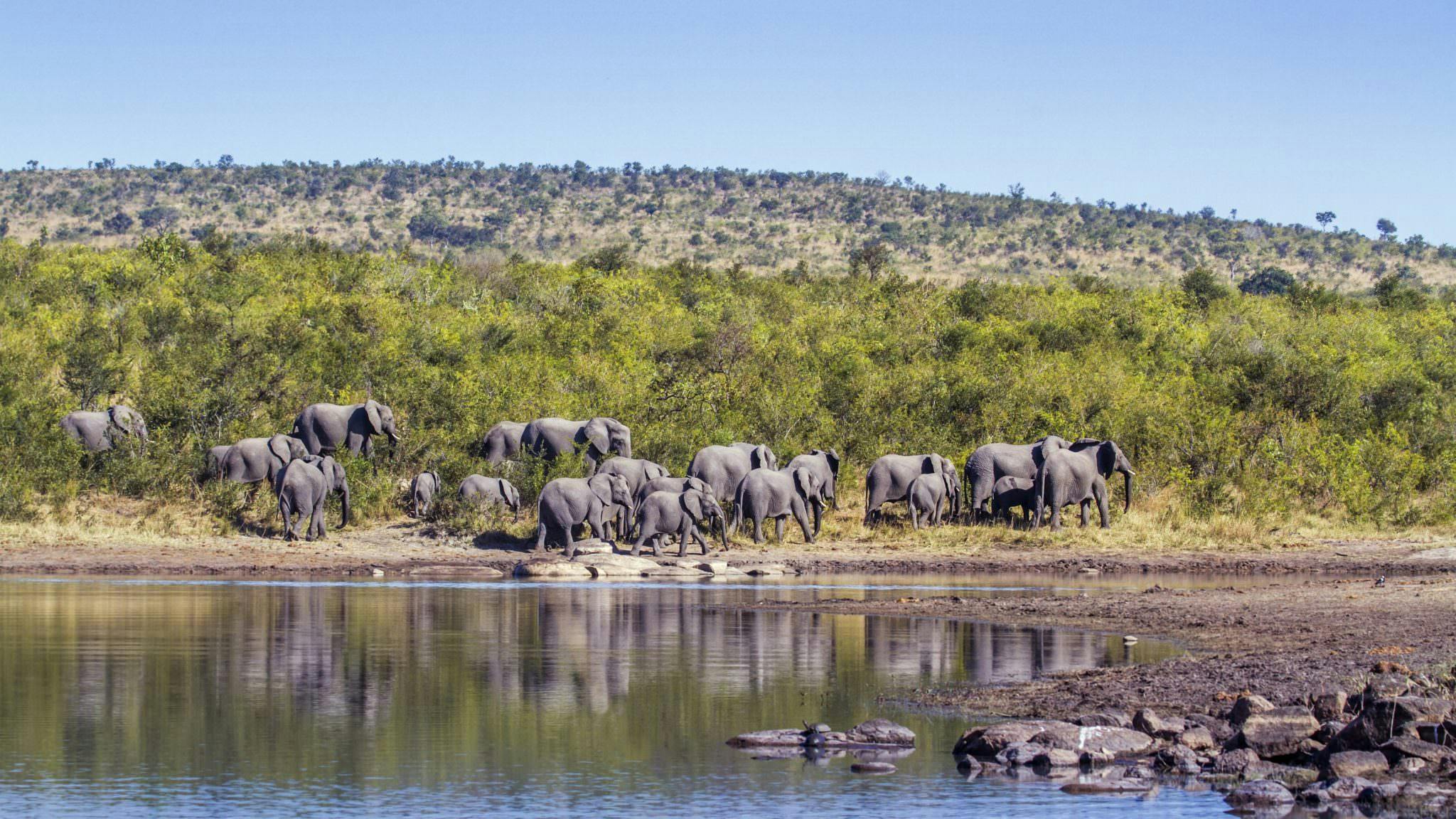 Kruger National Park Wallpapers - Top Free Kruger National Park 