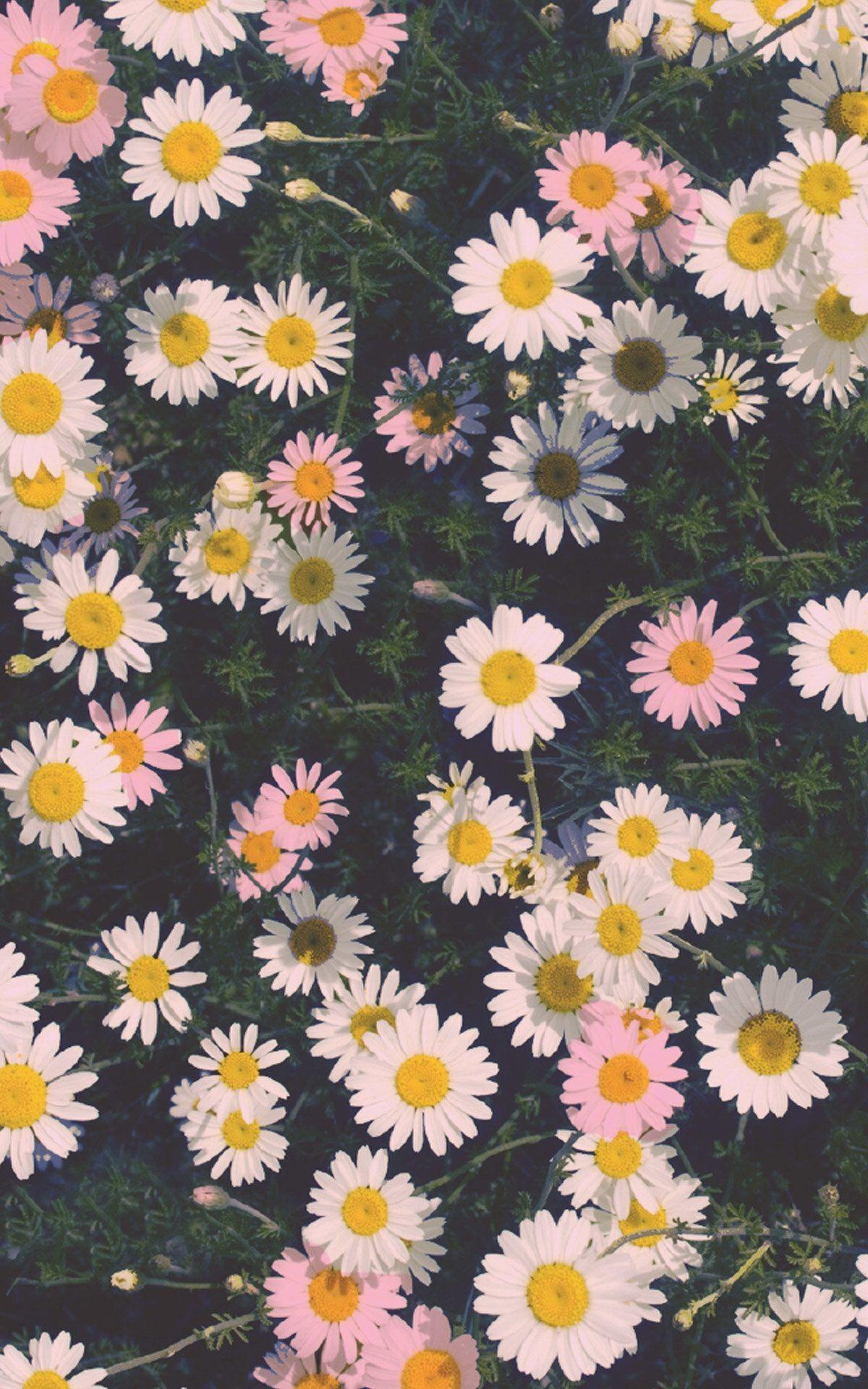 1200x1920 Flower iPhone Flower wallpaper iphone image HD