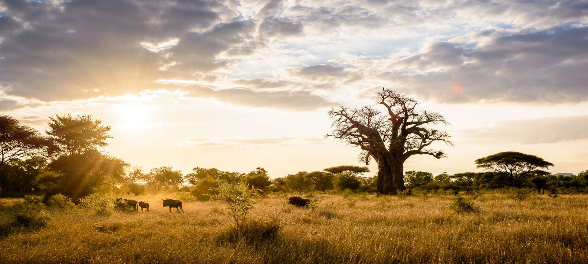 1920x864 the Kruger National Park
