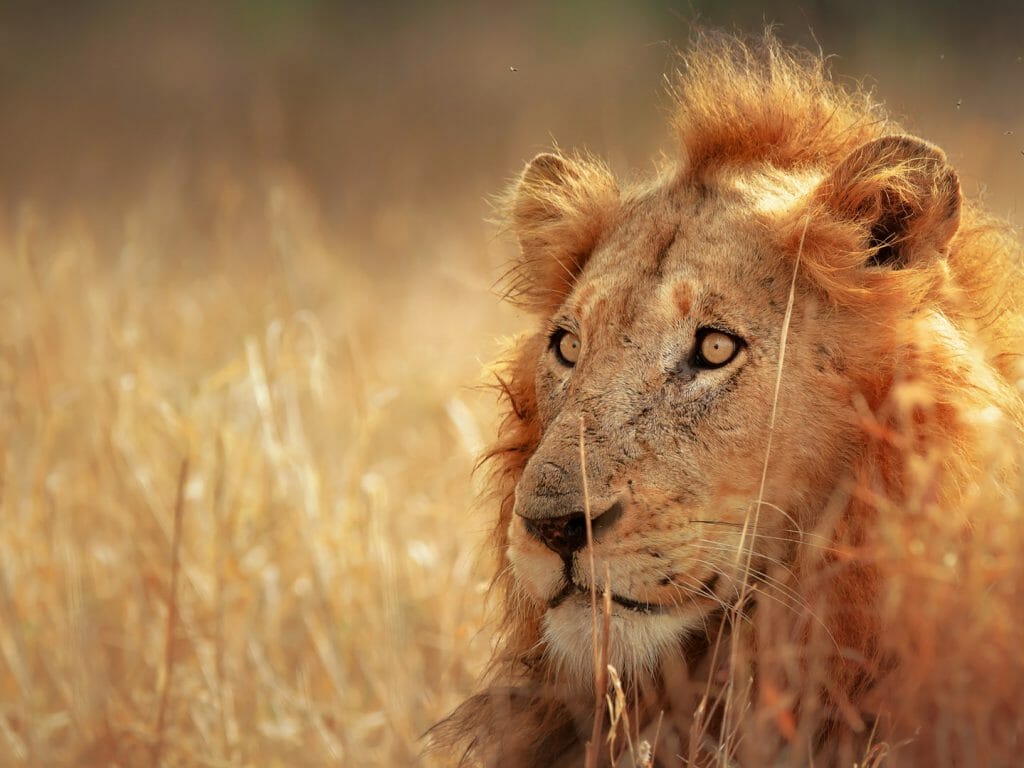 1024x768 Kruger National Park & Sabi Sands