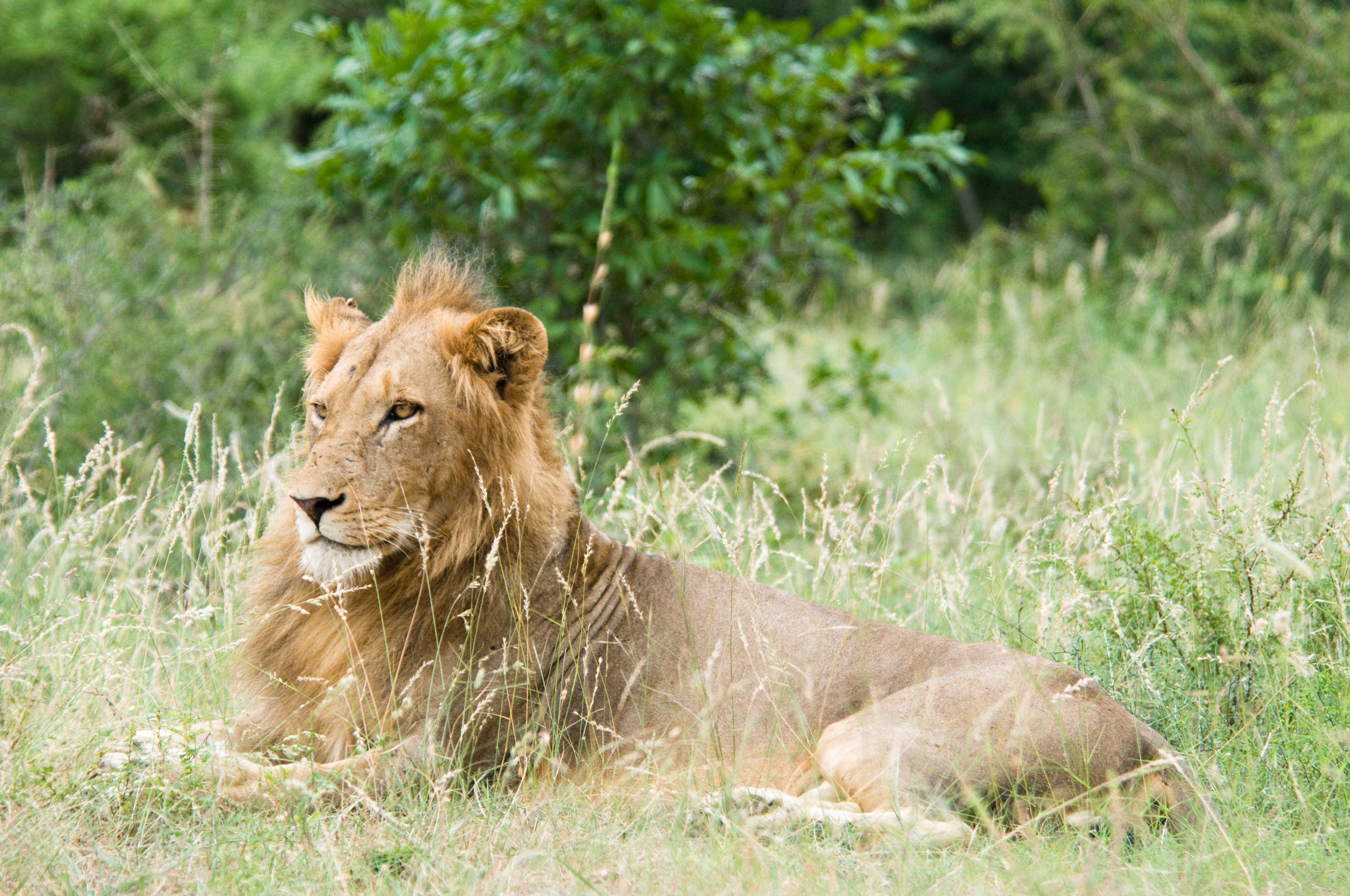 4288x2848 Lion Kruger National