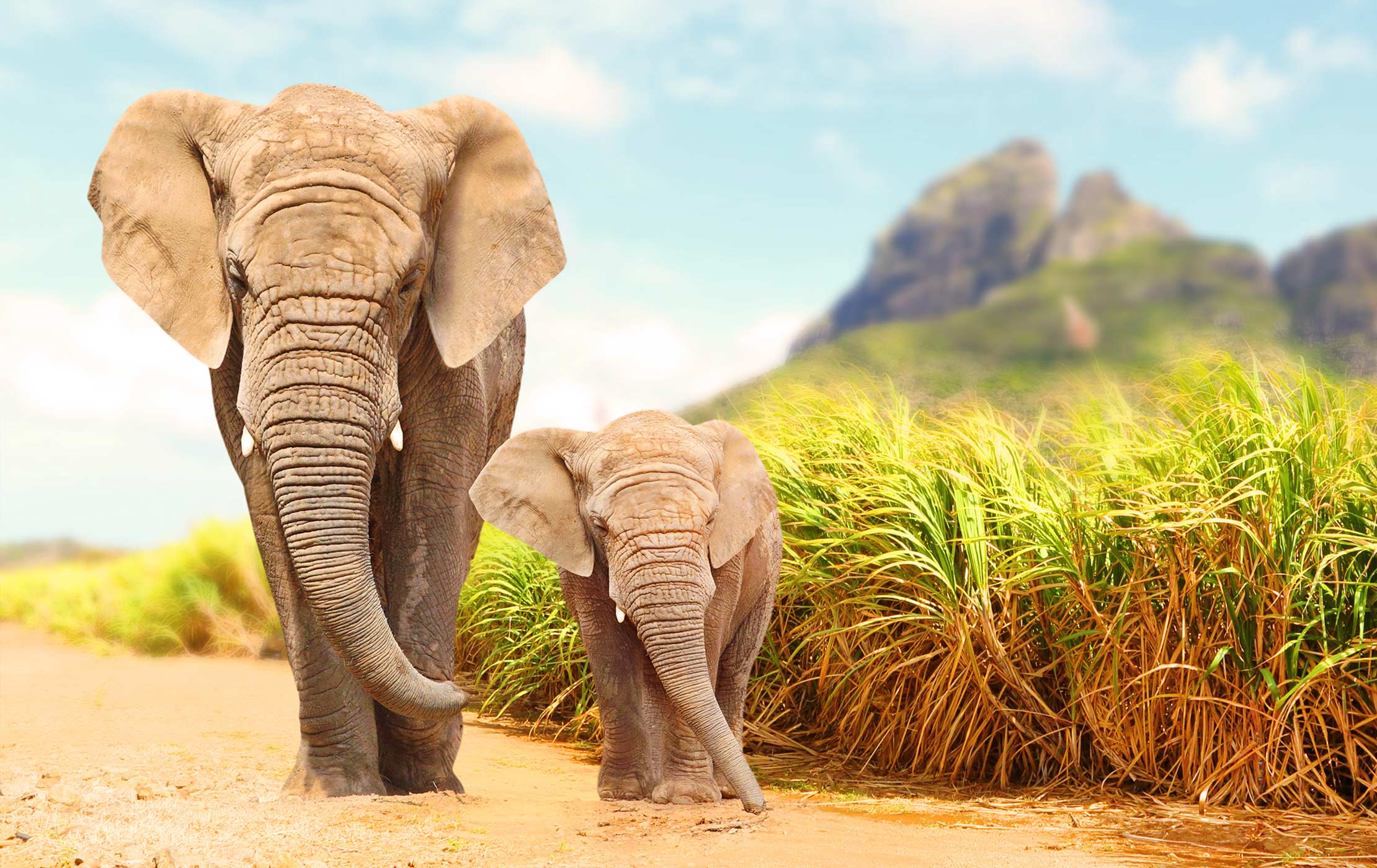 2220x1400 Kruger National Park and Sabi Sand Game