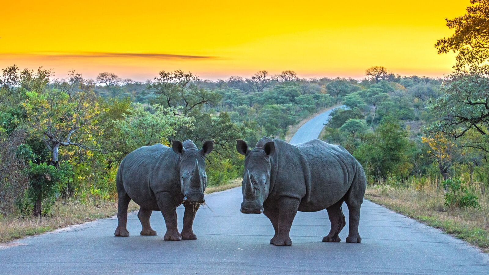 1600x900 Kruger National Park