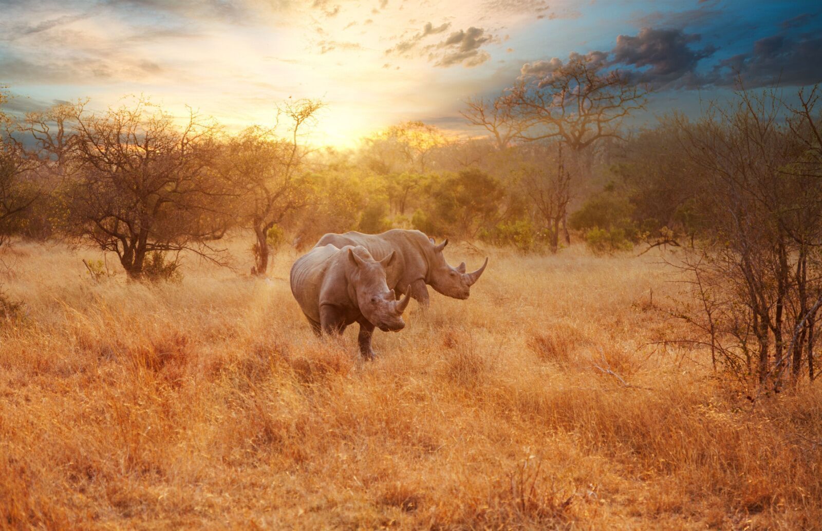 1600x1035 Kruger National Park Safari Packages
