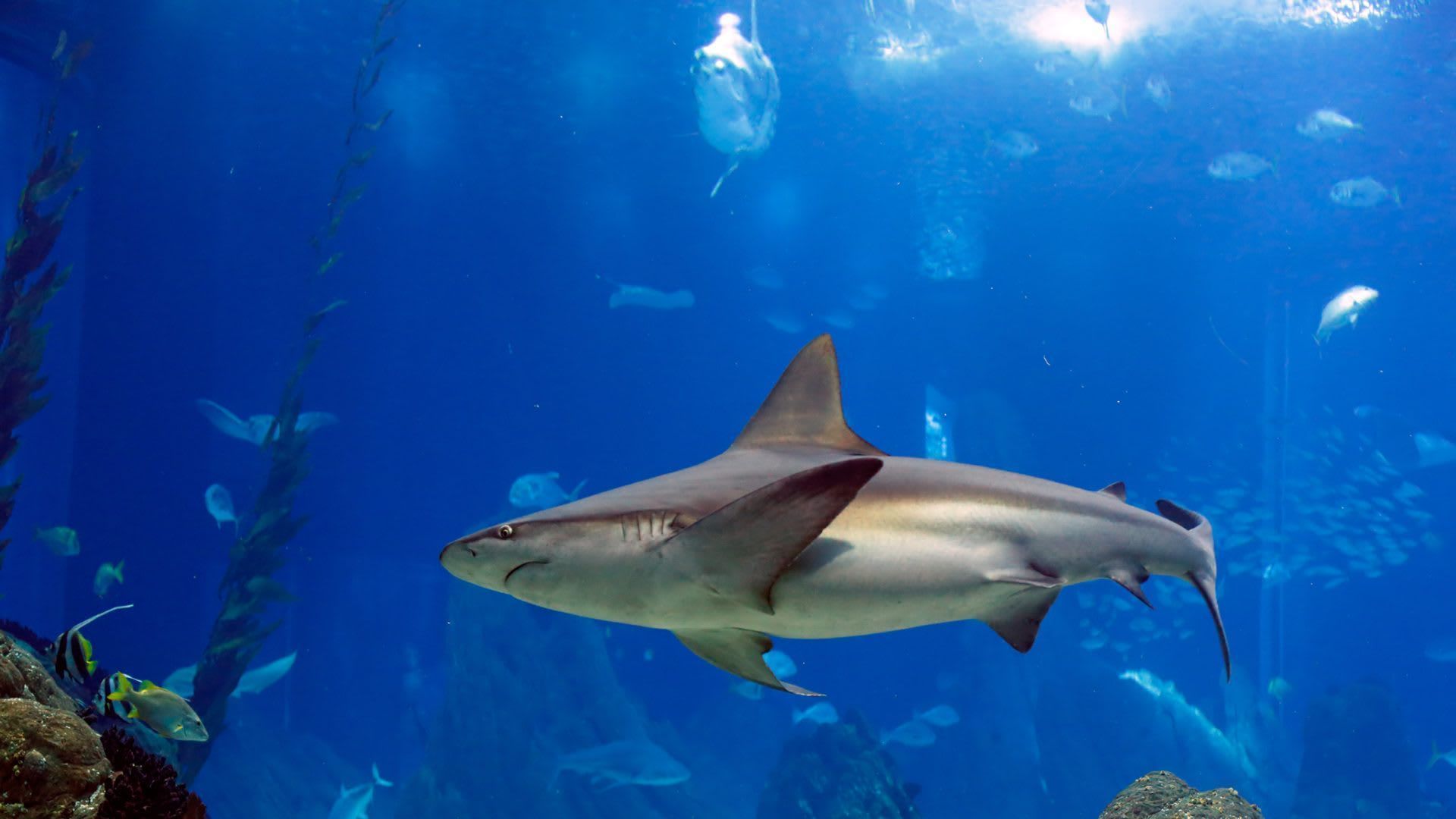 1920x1080 Shark Tank Lesson Plans