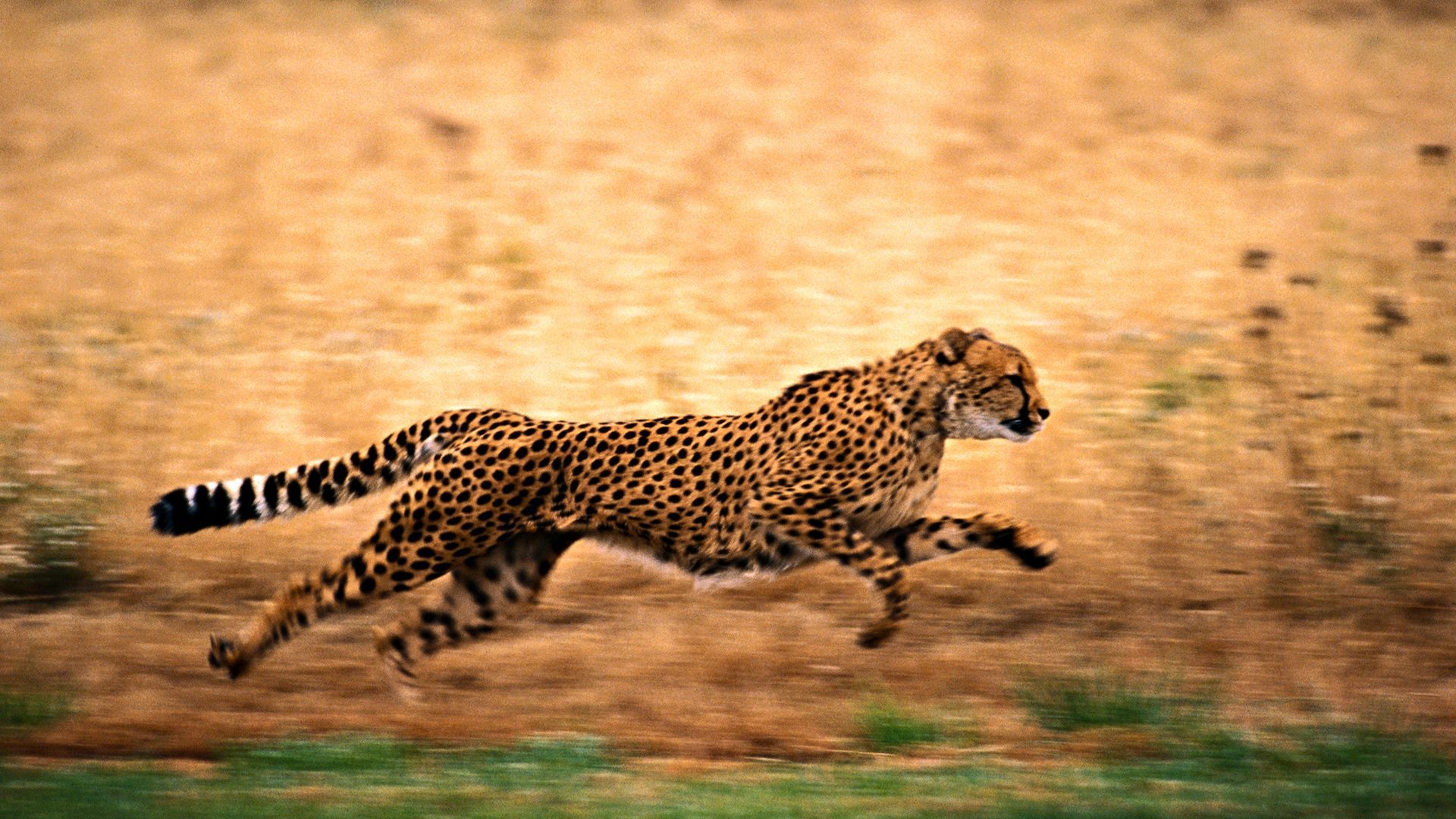 1920x1080 Animal Cheetah HD Wallpaper