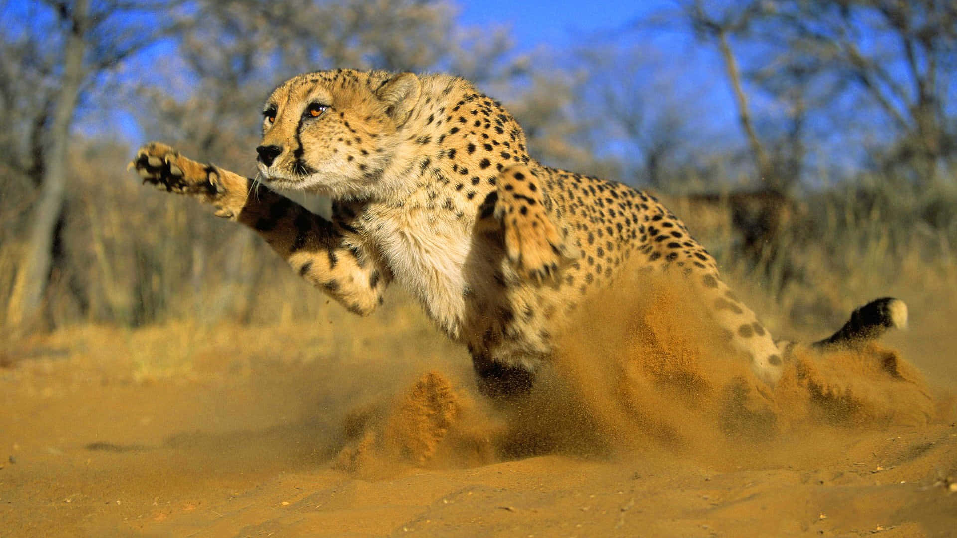 1920x1080 Cheetah Running In The Sand Wallpaper