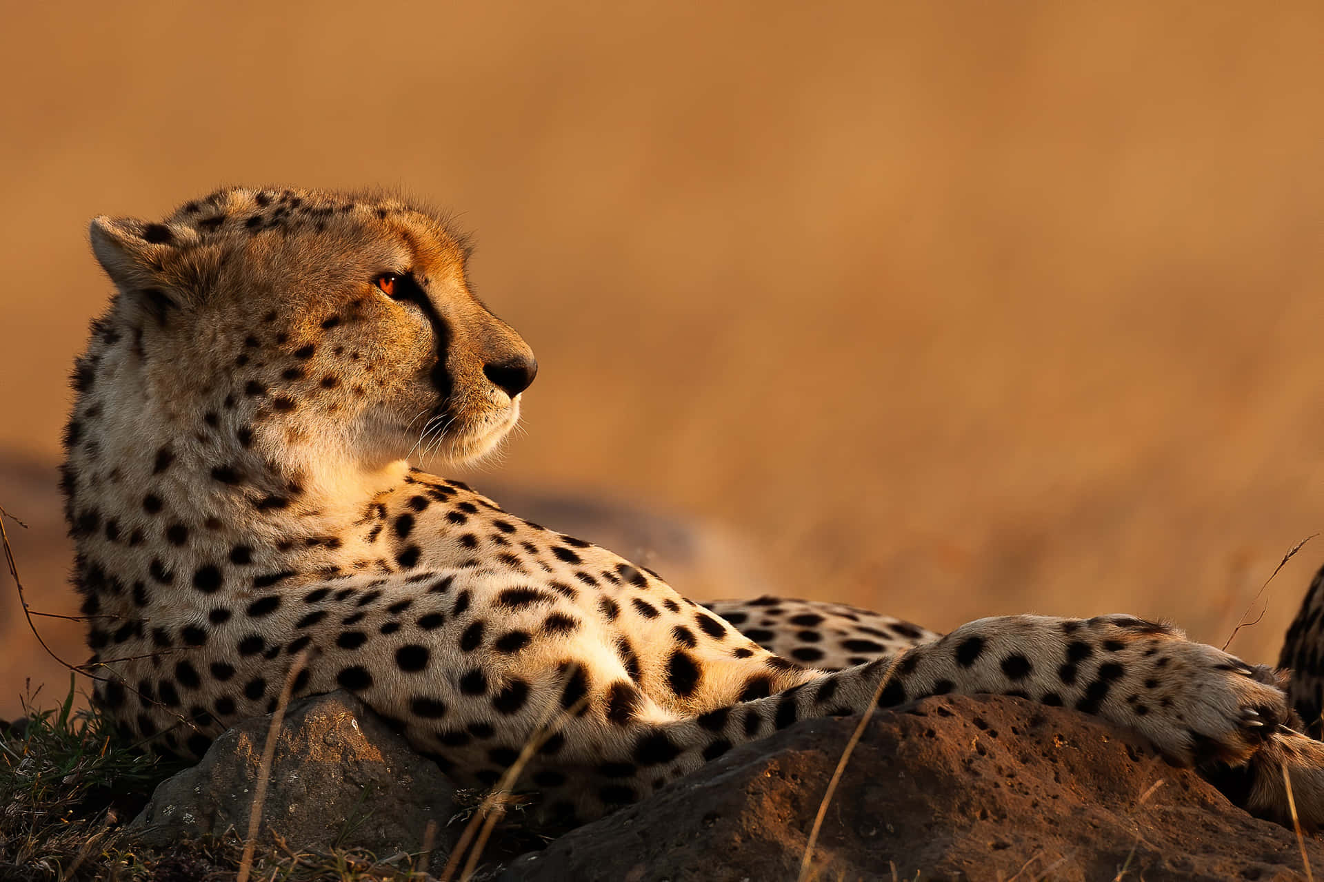1920x1280 Download African cheetah running in