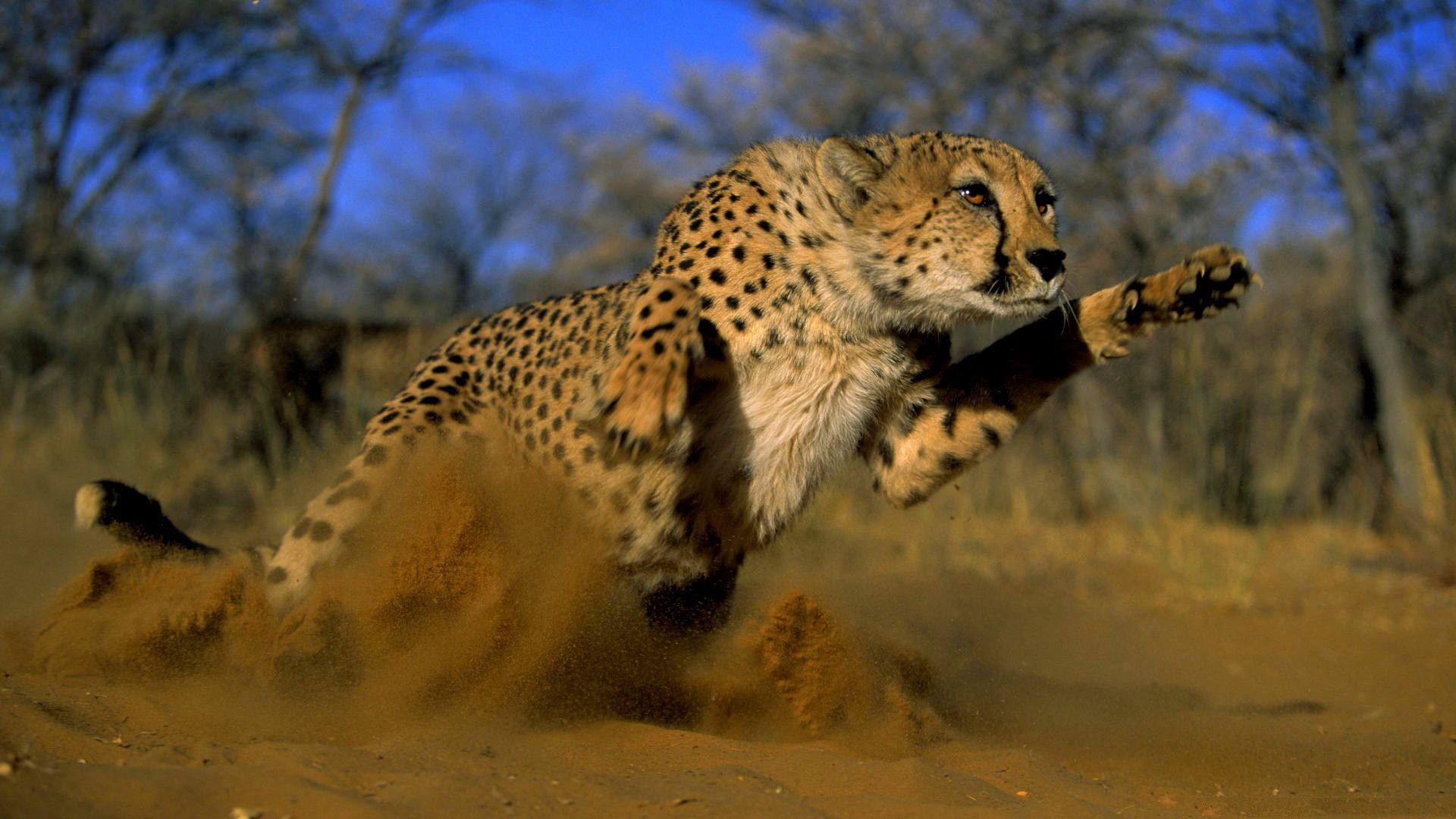 1920x1080 Animal Cheetah HD Wallpaper