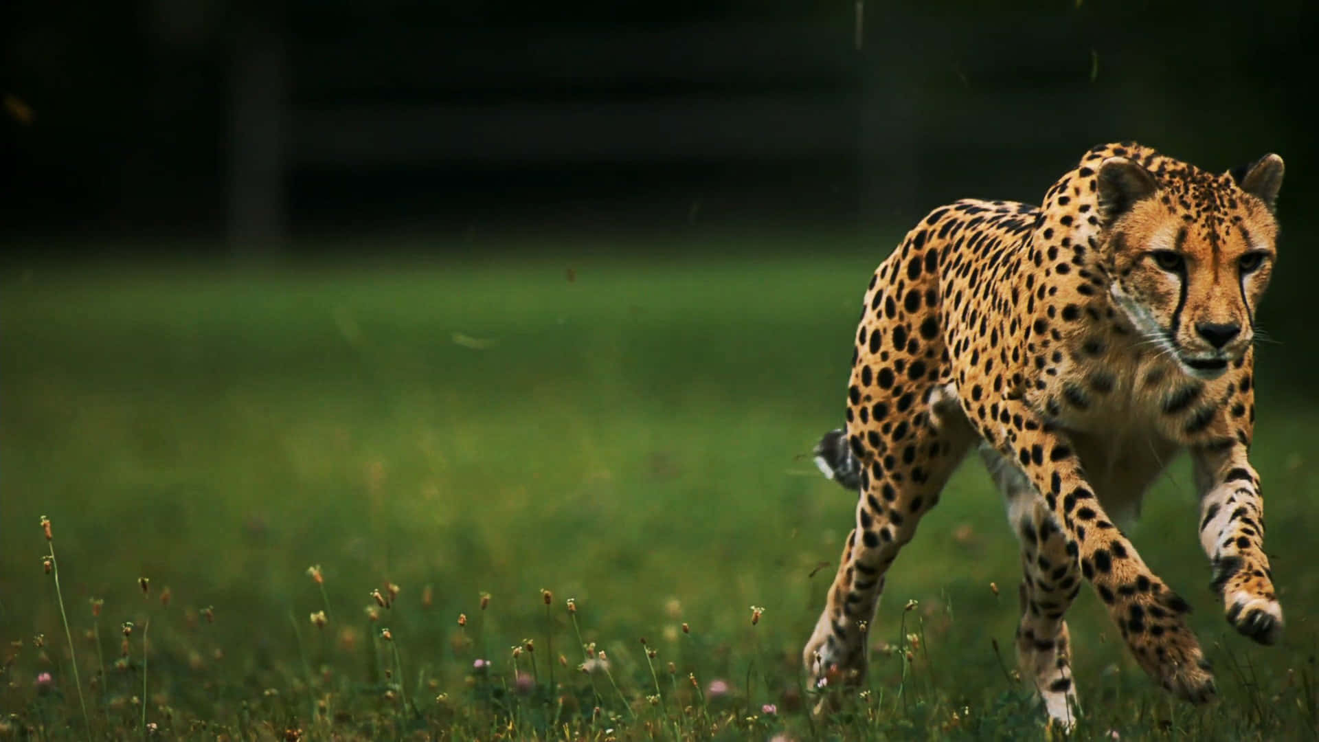 1920x1080 Cheetah Background