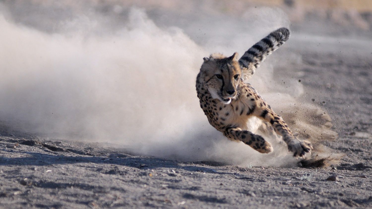 1500x842 Fancy Feet: Wild Cheetahs Excel At