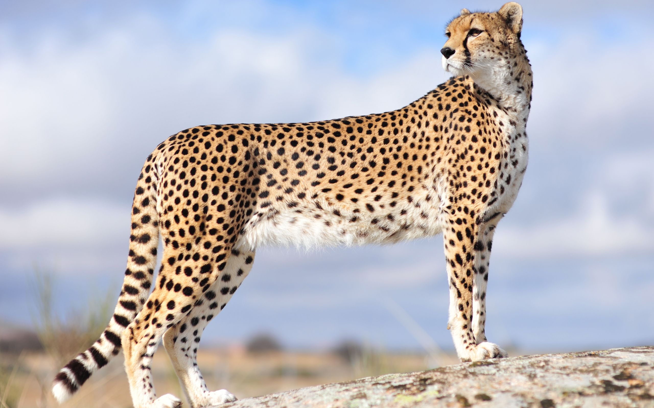 2560x1600 Cheetah Wallpaper HD Wallpaper