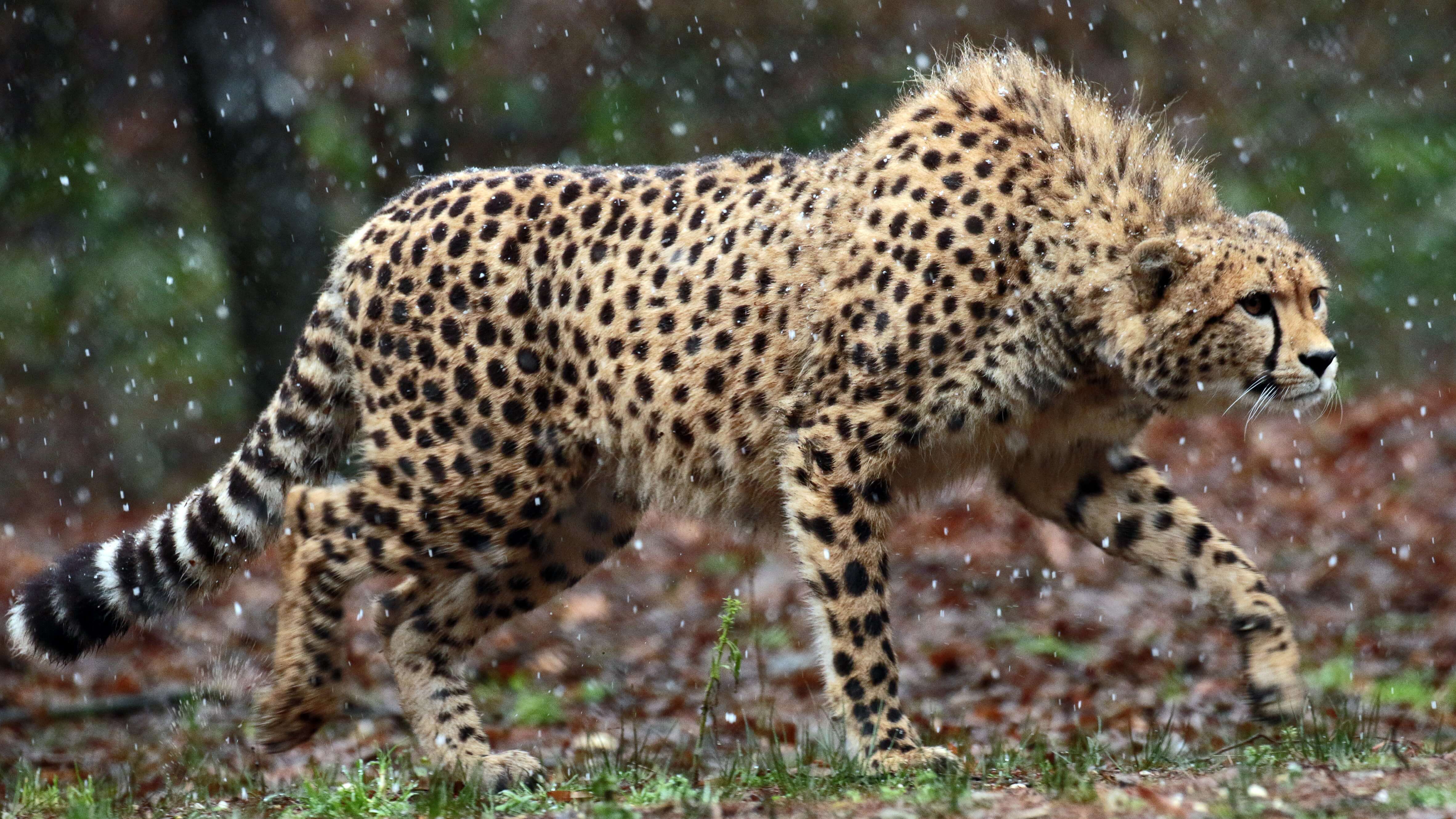 4728x2660 Wild Cheetah 4K Wallpaper • GamePhD