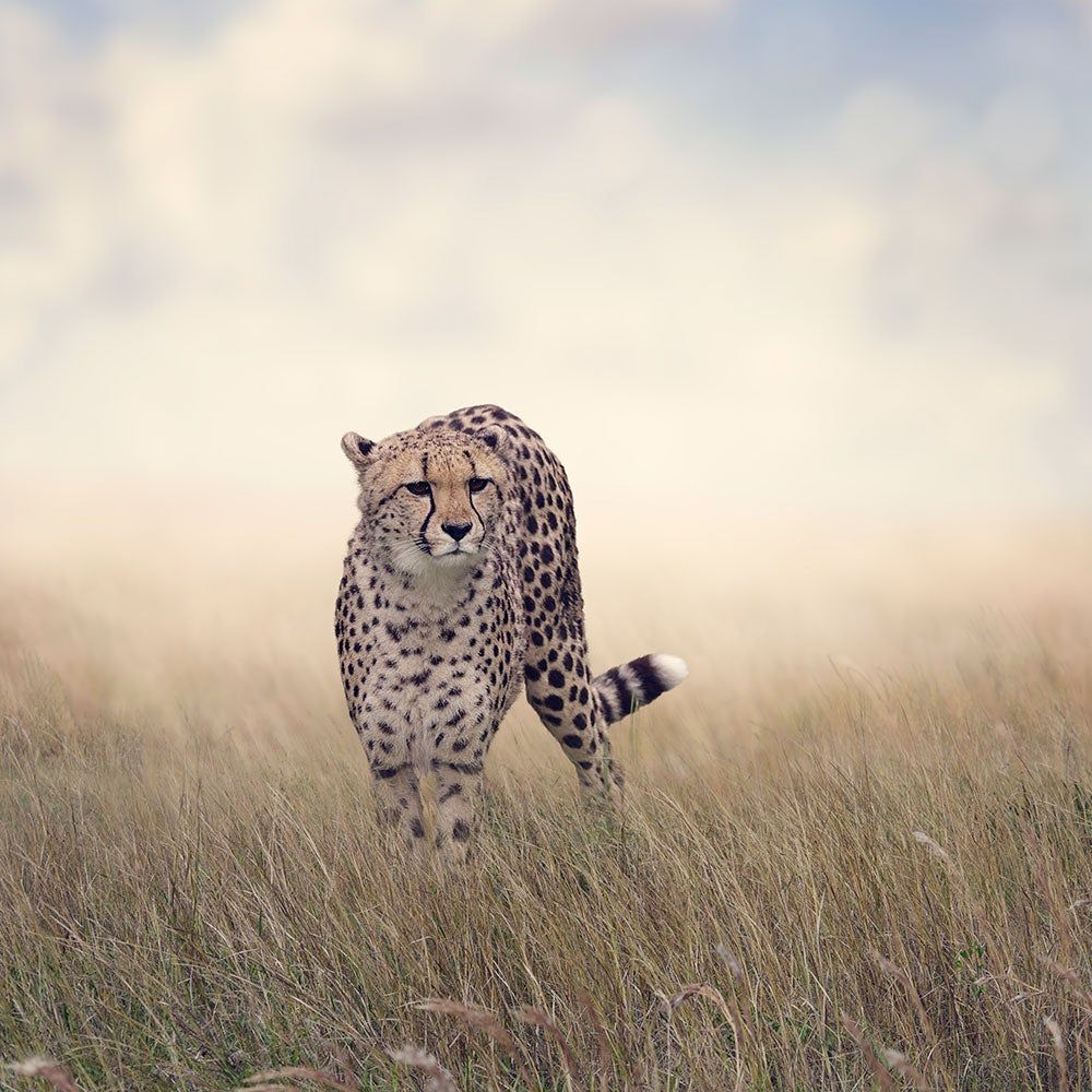 1000x1000 Wall Mural Photo Wallpaper The Cheetah