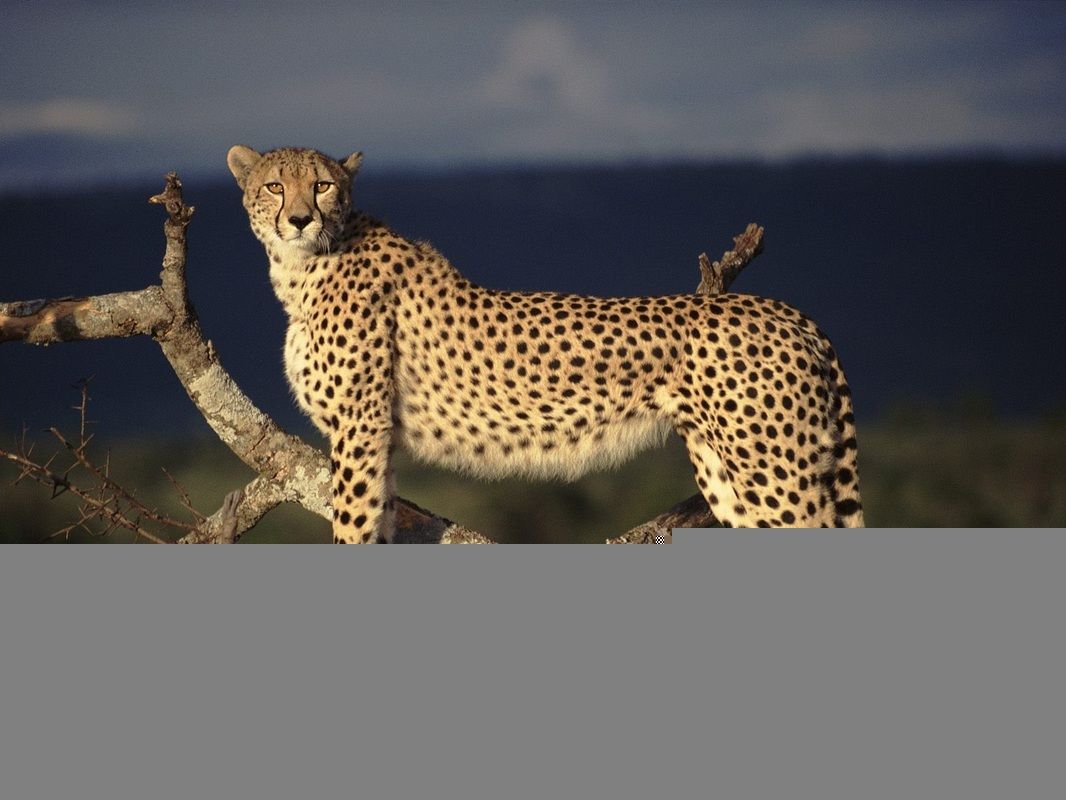 1066x800 Cheetah