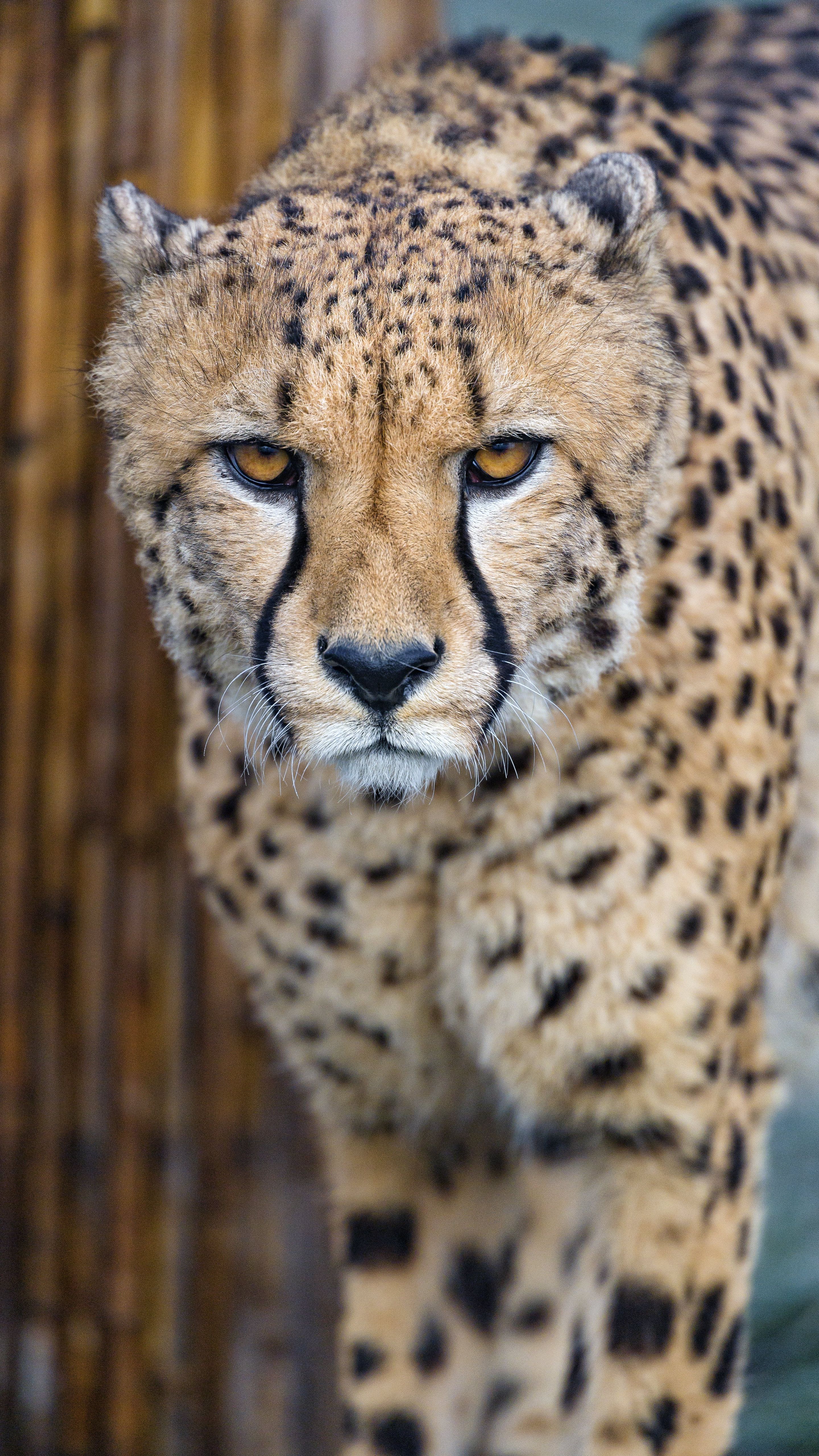 2880x5120 Download Cheetah wallpaper