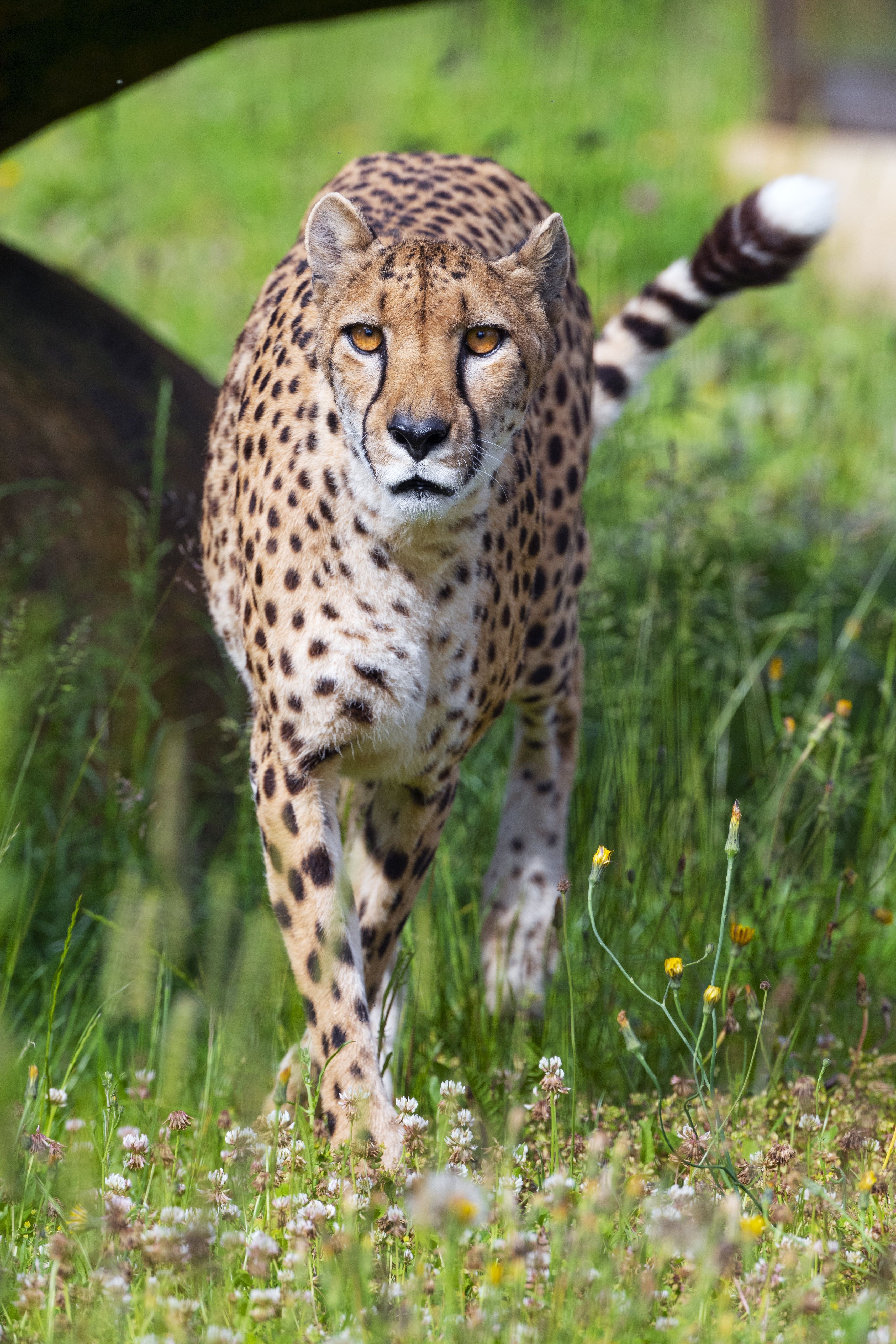 3414x5120 Download Cheetah wallpaper