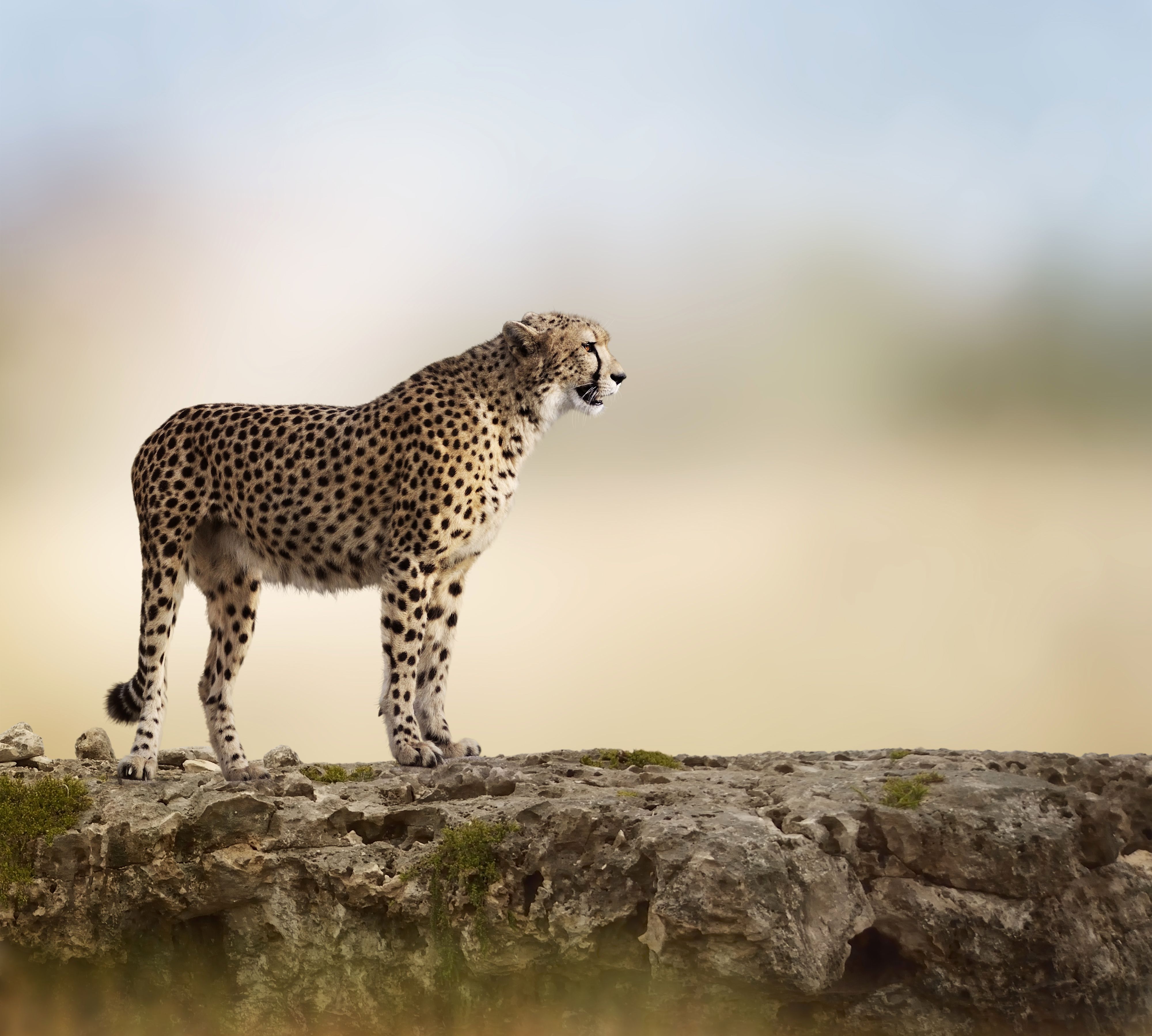 4000x3600 Animal Cheetah 4k Ultra HD Wallpaper