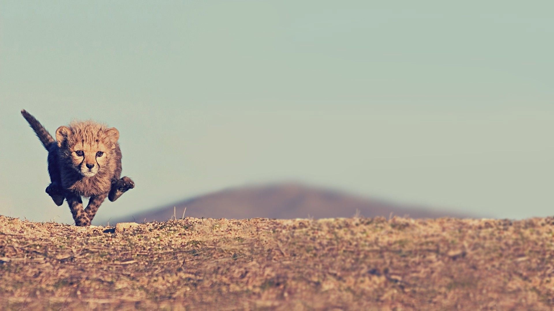 1920x1080 Running Cheetah Cub Animal HD Wallpaper
