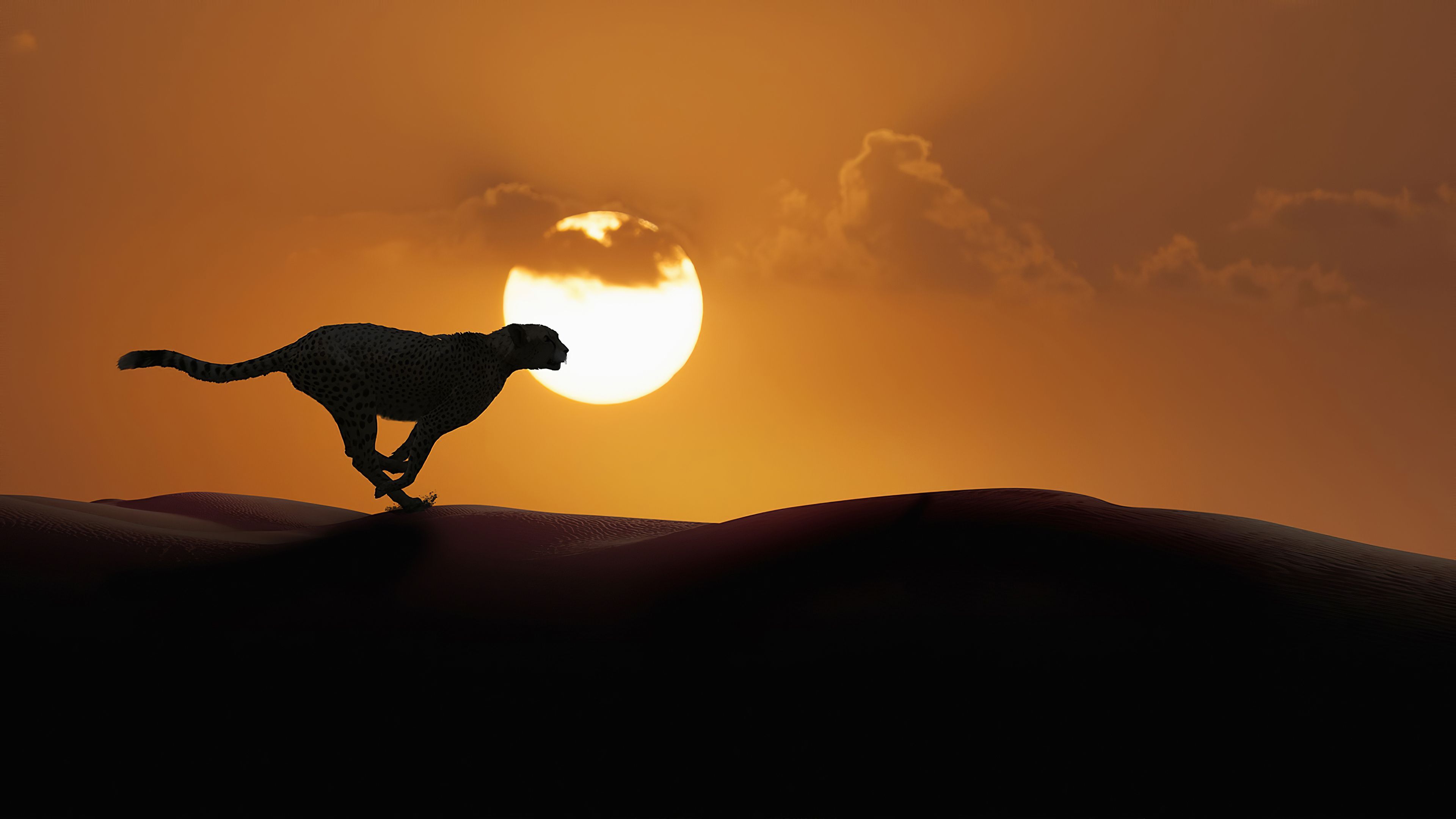 3840x2160 Cheetah Running 4k 4K , HD 4k