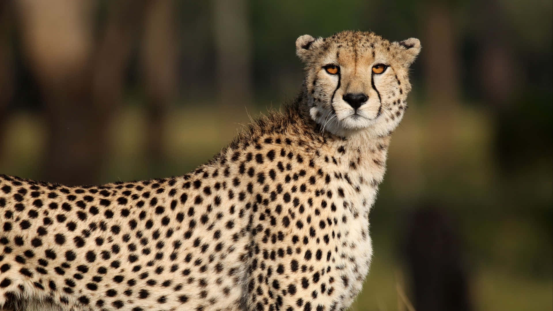 1920x1080 African grassland Wallpaper