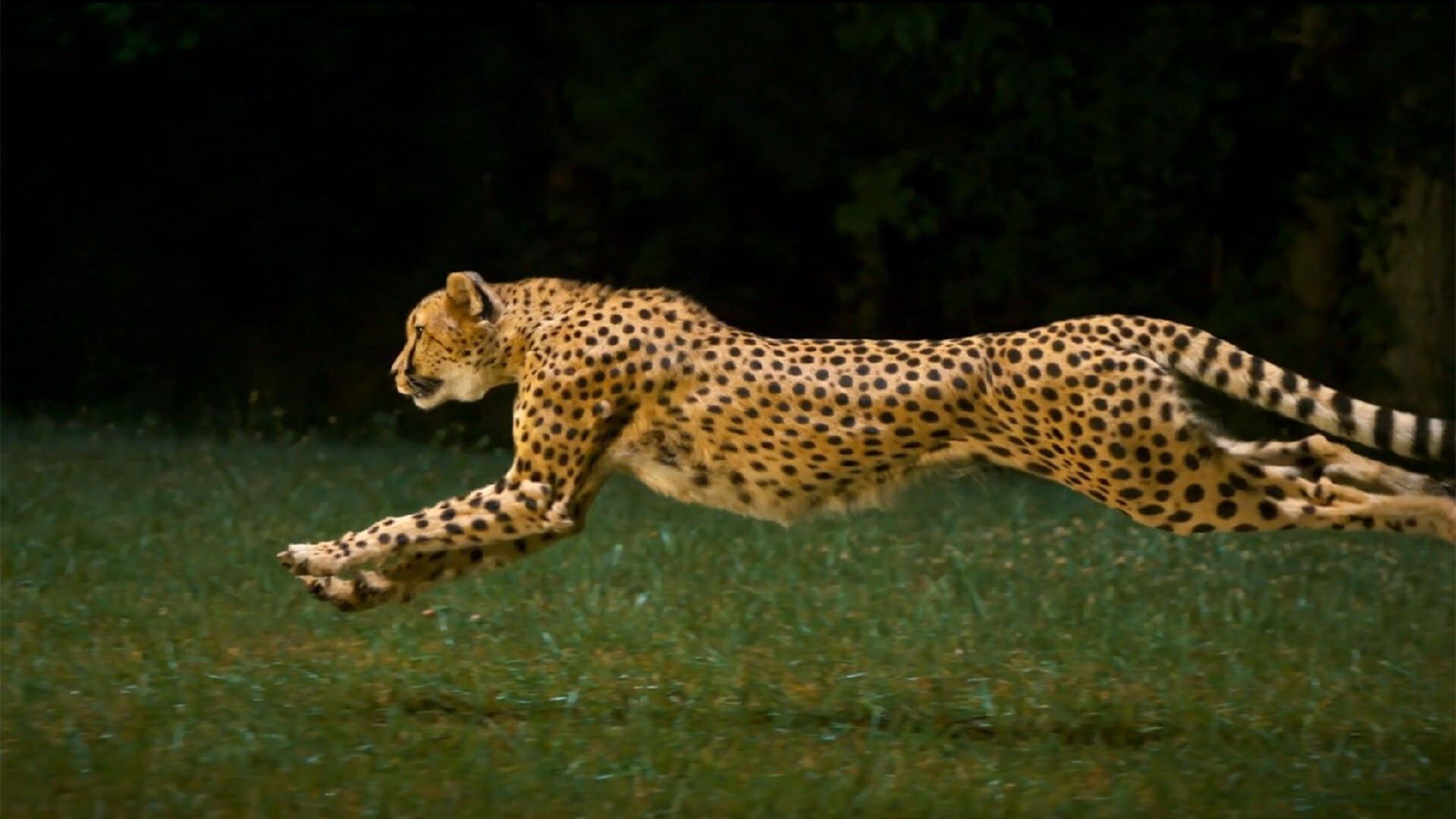 1920x1080 Cheetah Running In Junglex1080