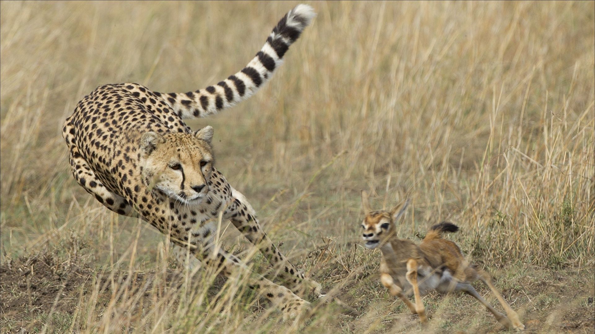 1920x1080 Photos Cheetahs Running hunt Animals