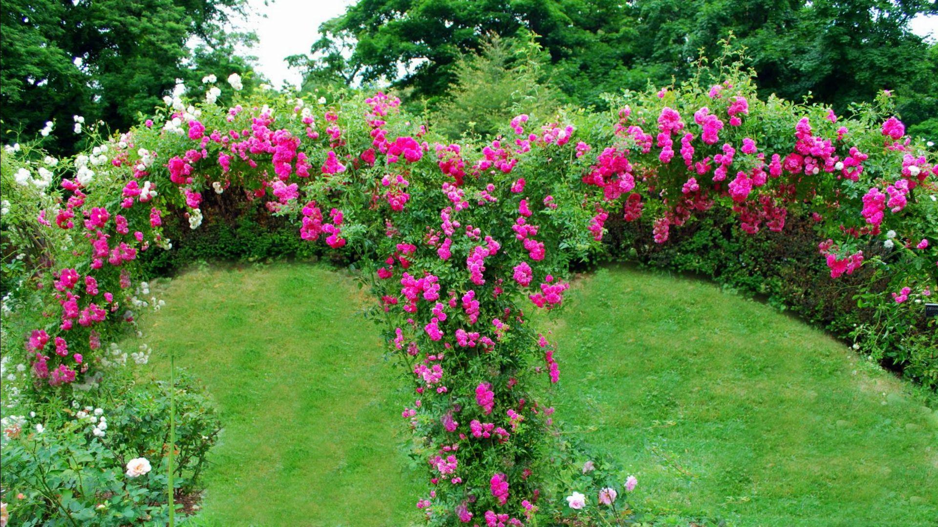 1920x1080 Garden Wallpaper High Quality