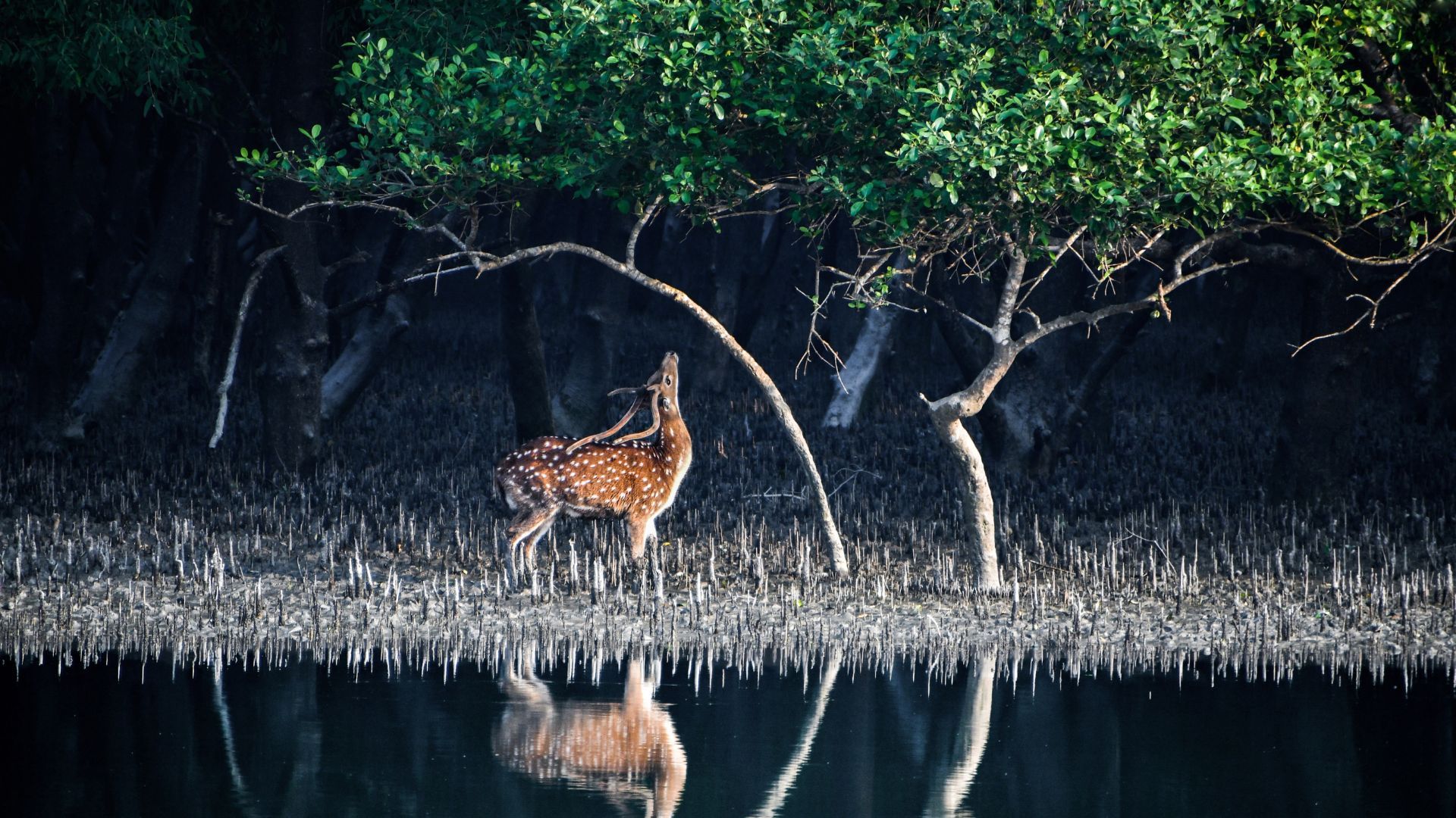 Sundarbans Wallpapers - Top Free Sundarbans Backgrounds - WallpaperAccess