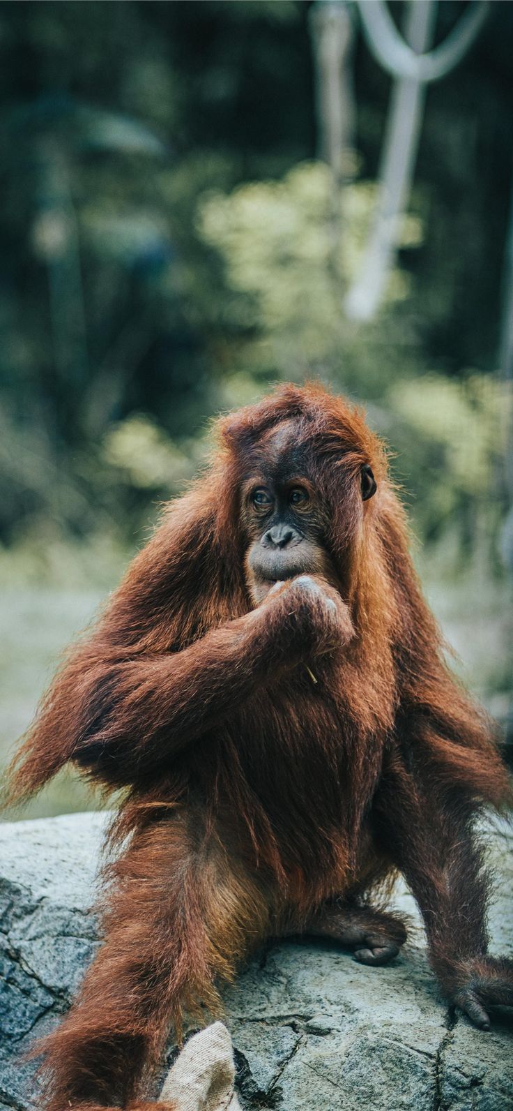 736x1592 orangutan iPhone Wallpaper