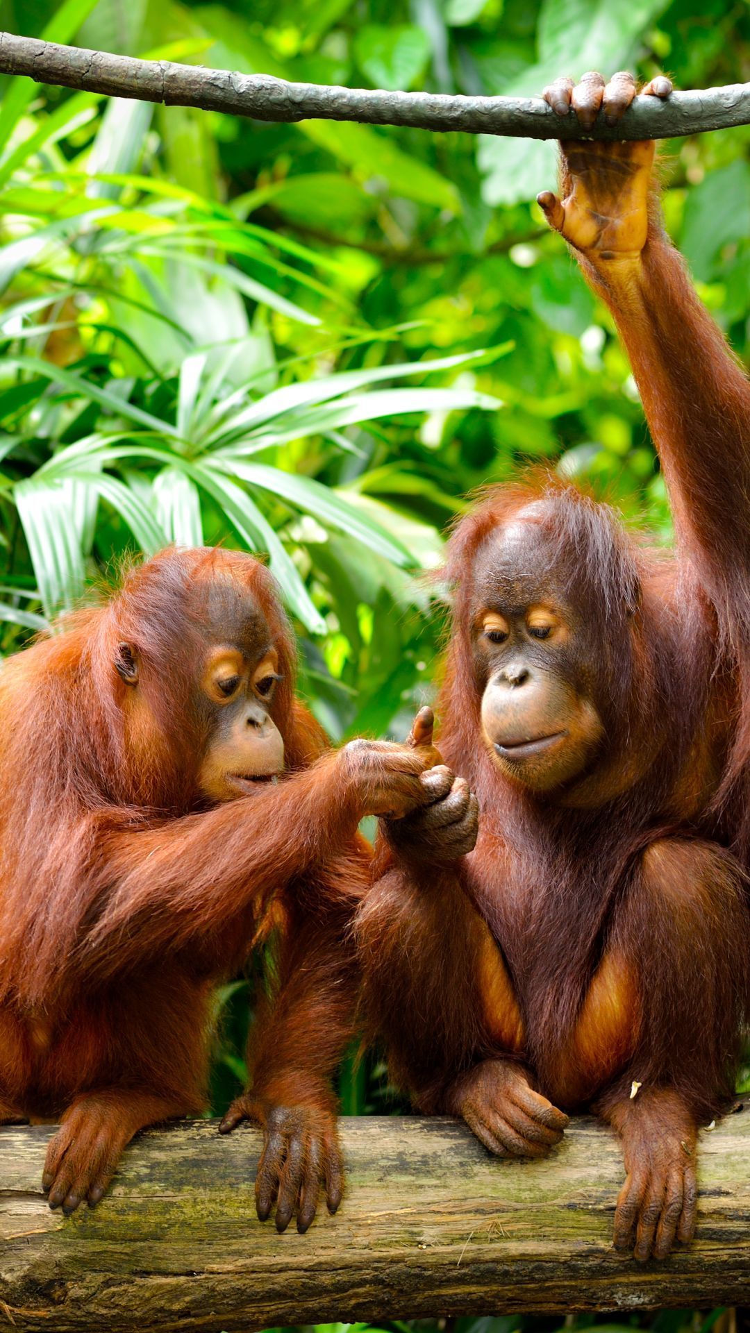 1080x1920 Animal Orangutan (1080x1920) Wallpaper