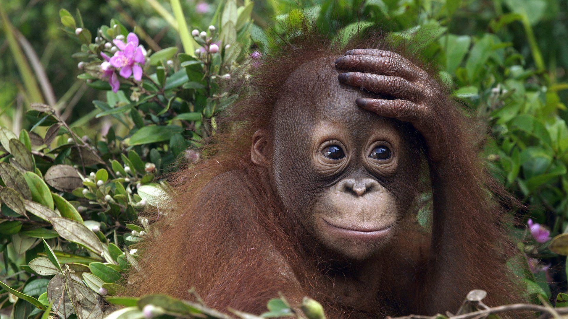 1920x1080 Orangutan Wallpaper