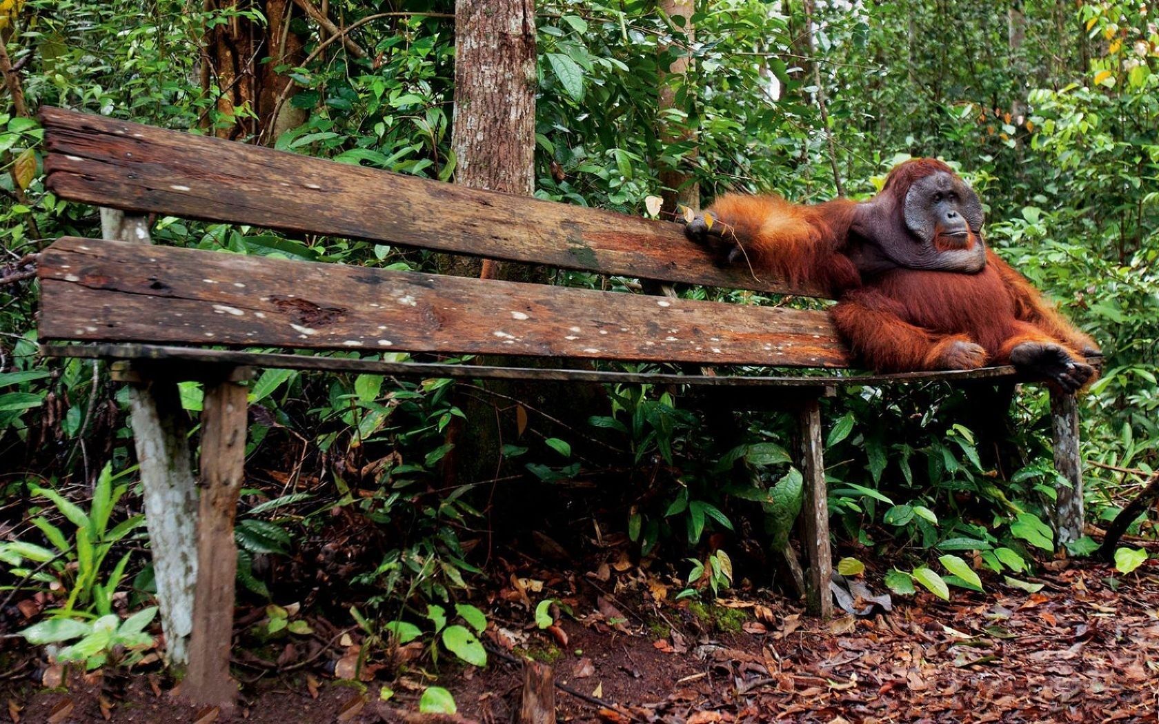 1680x1050 Download Animal Orangutan Wallpaper