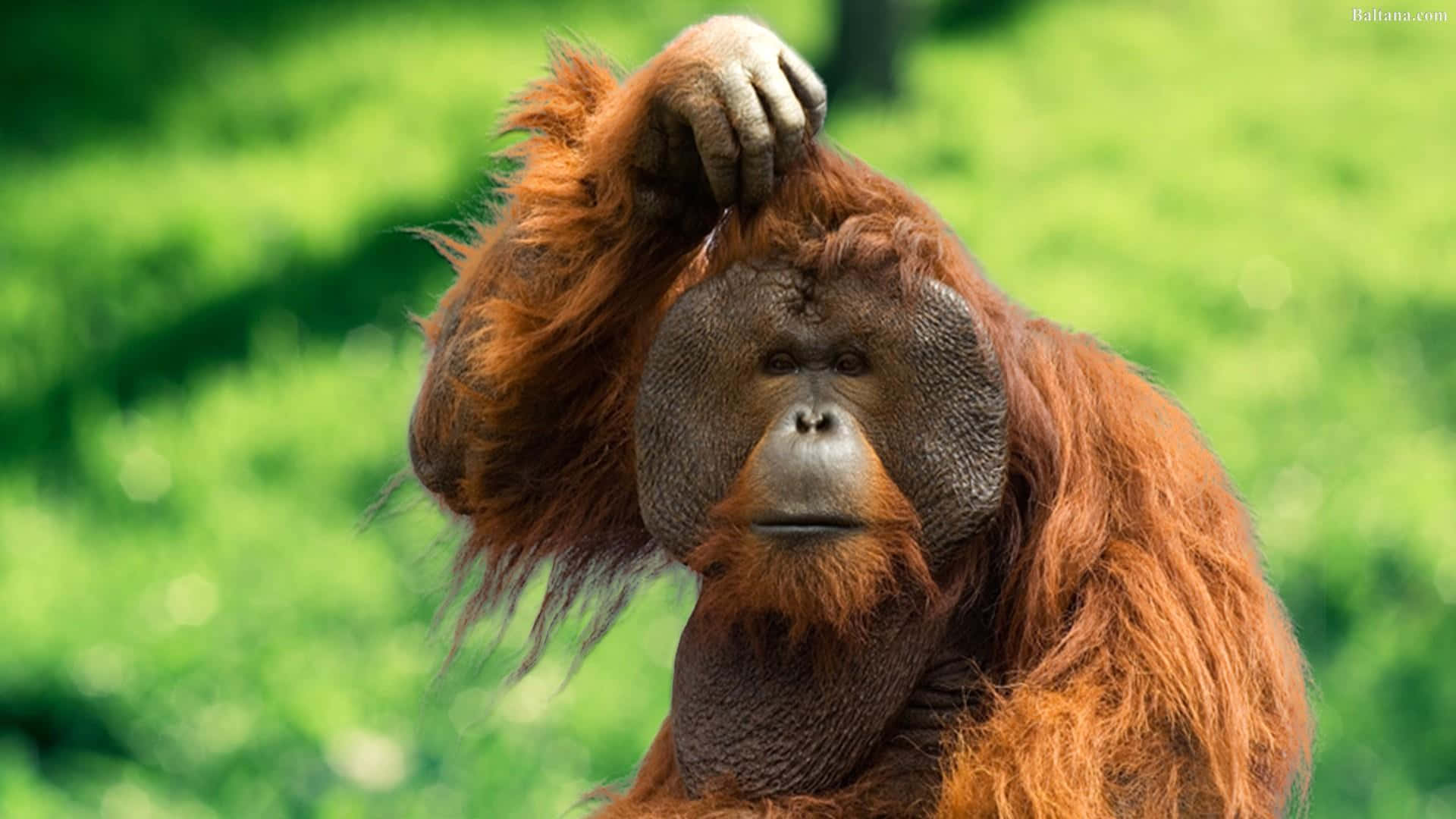 1920x1080 Orangutan Picture