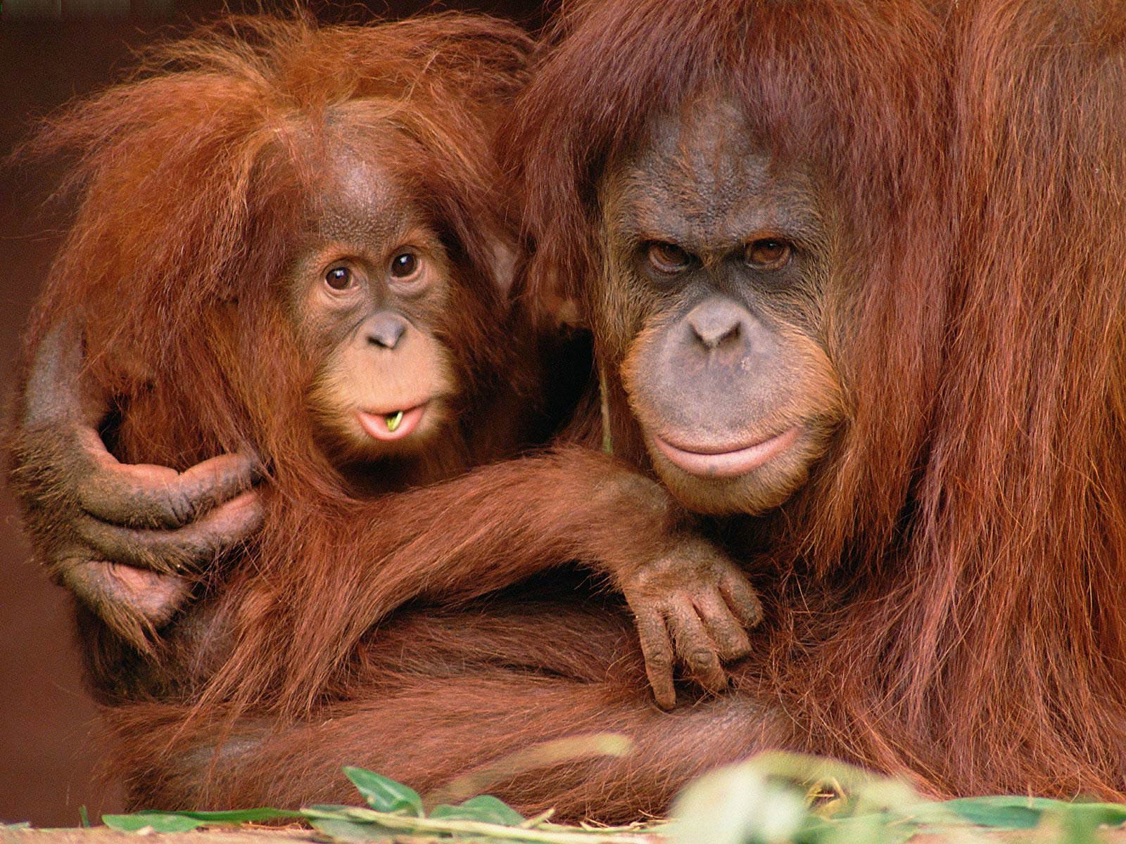 1600x1200 Free Orangutan Wallpaper