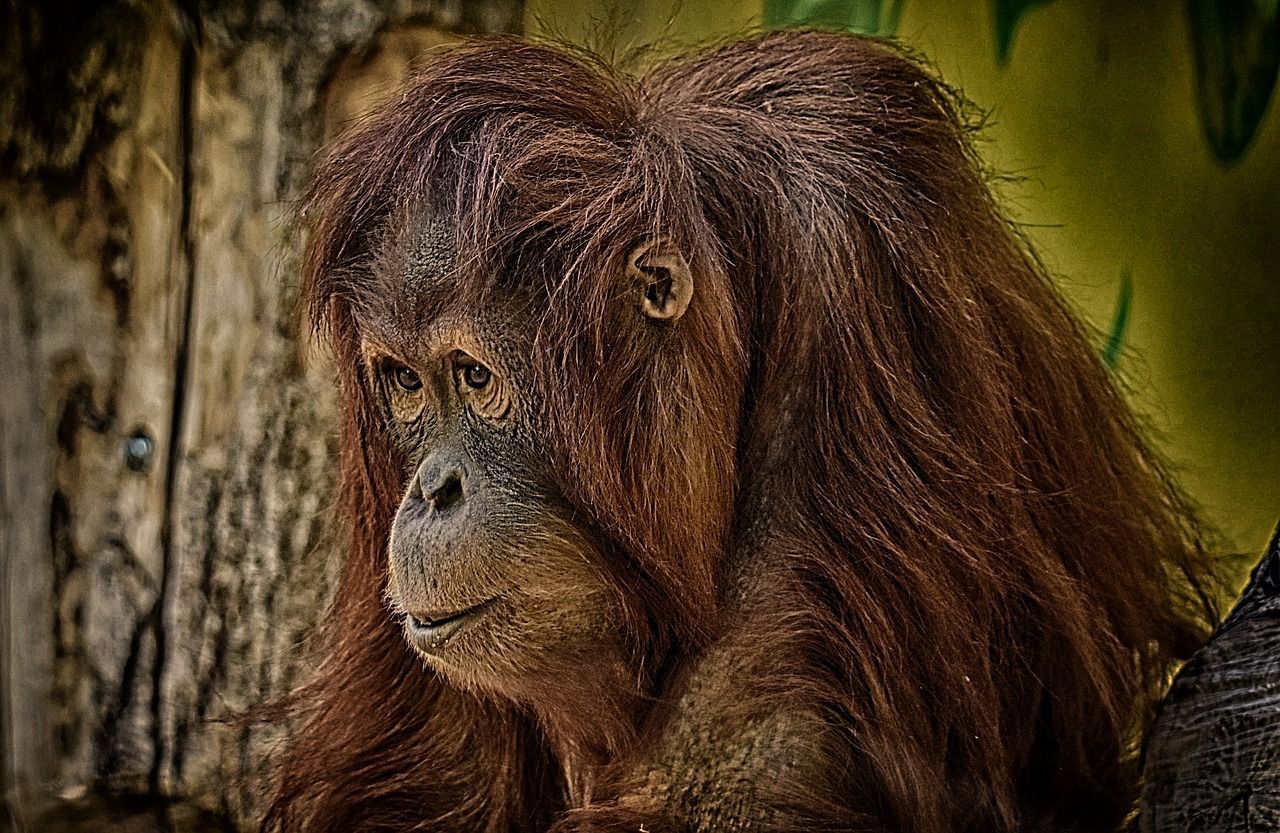 1280x833 Free Orang Utan & Orange Image