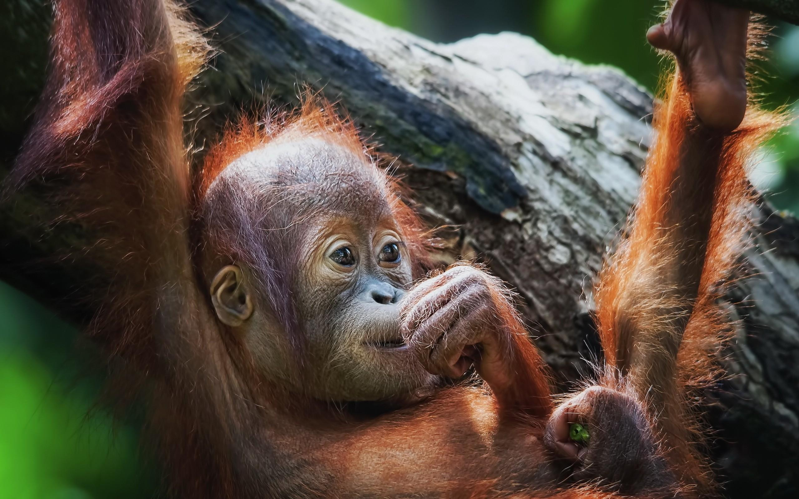 2560x1600 Orangutan Wallpaper