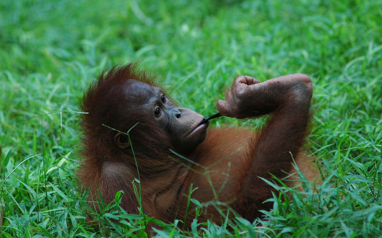 1600x1000 Orangutan Wallpaper