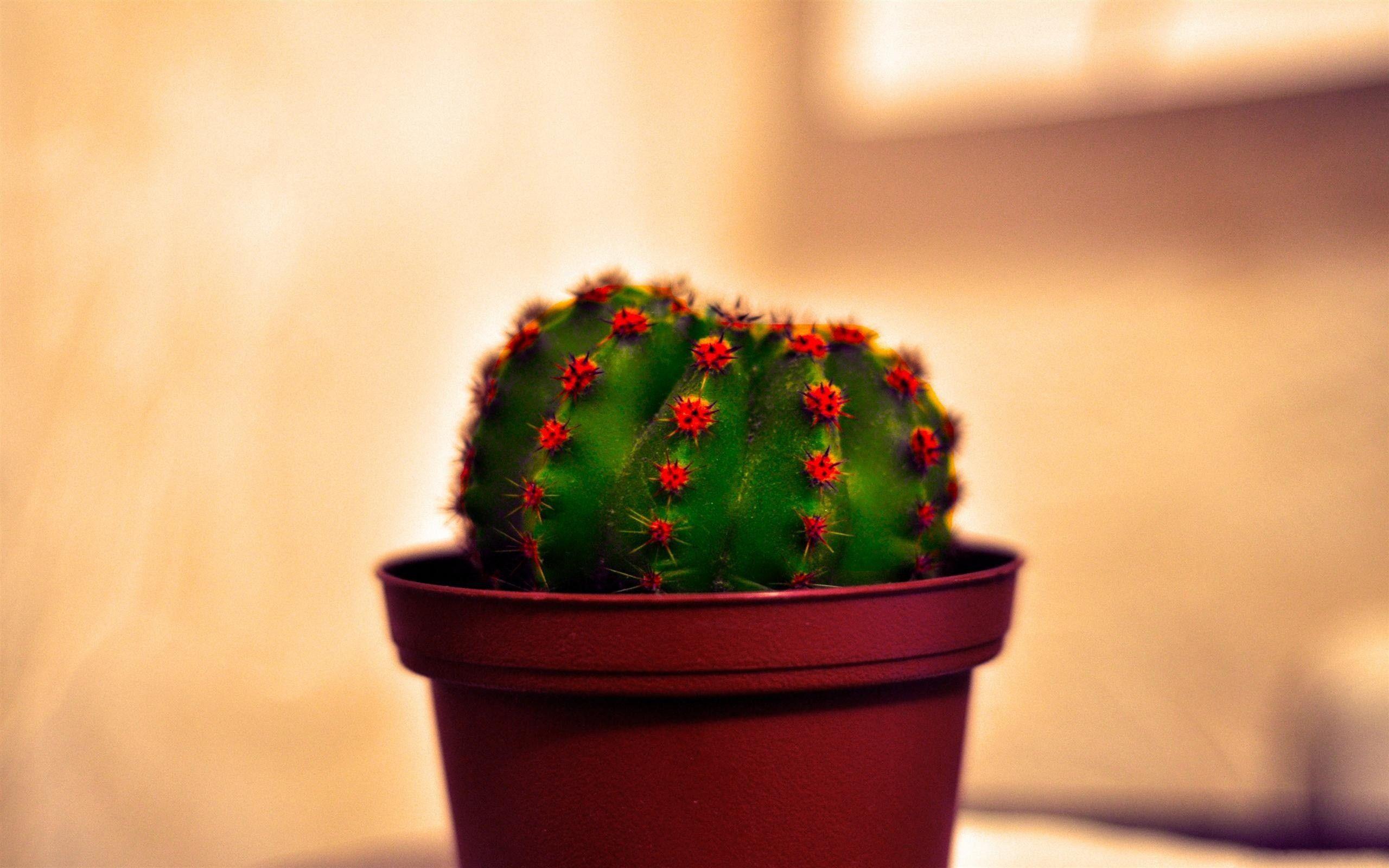 Cute Cactus Desktop Wallpapers - Top Free Cute Cactus Desktop