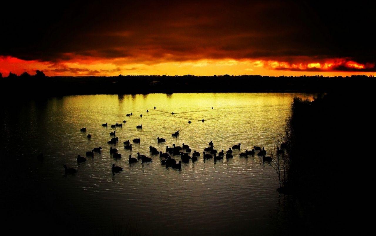 1280x804 Dark Evening Ducks & Sea wallpaper. Dark Evening Ducks