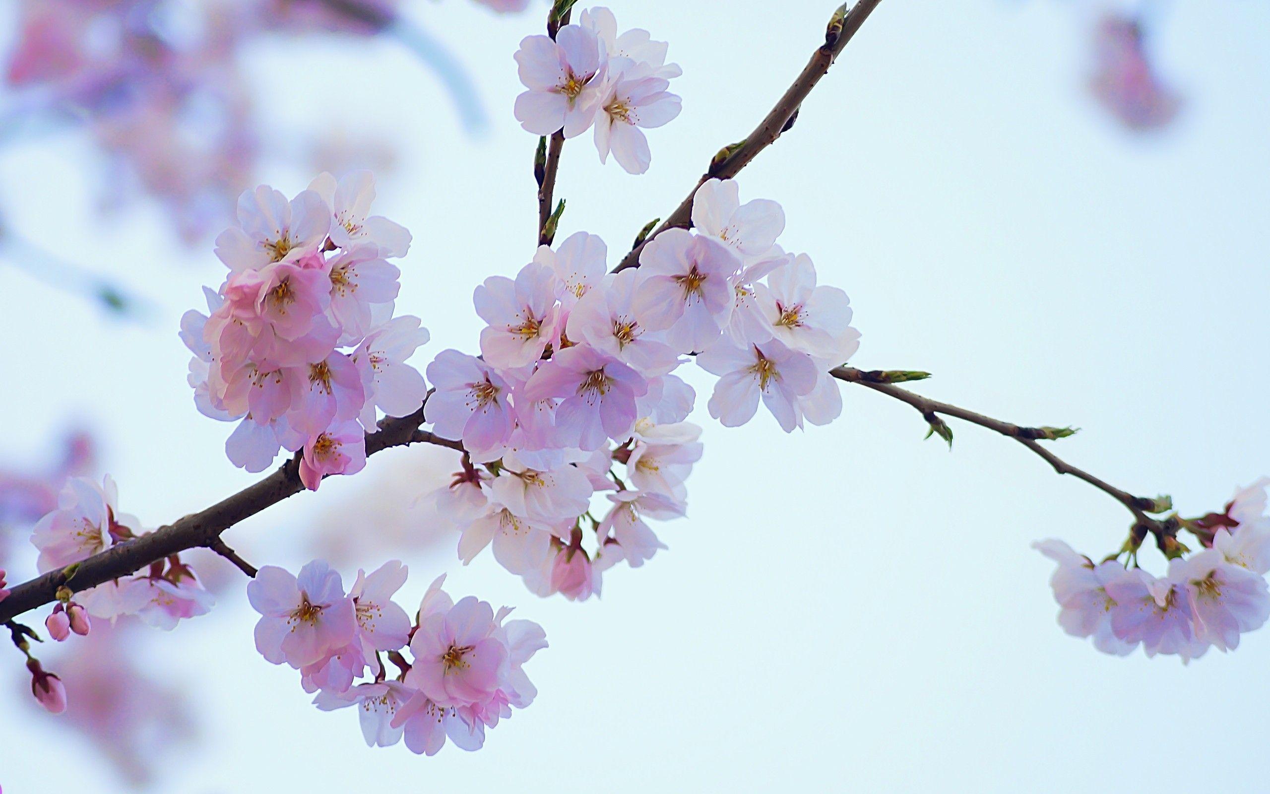 Japanese Flower Backgrounds