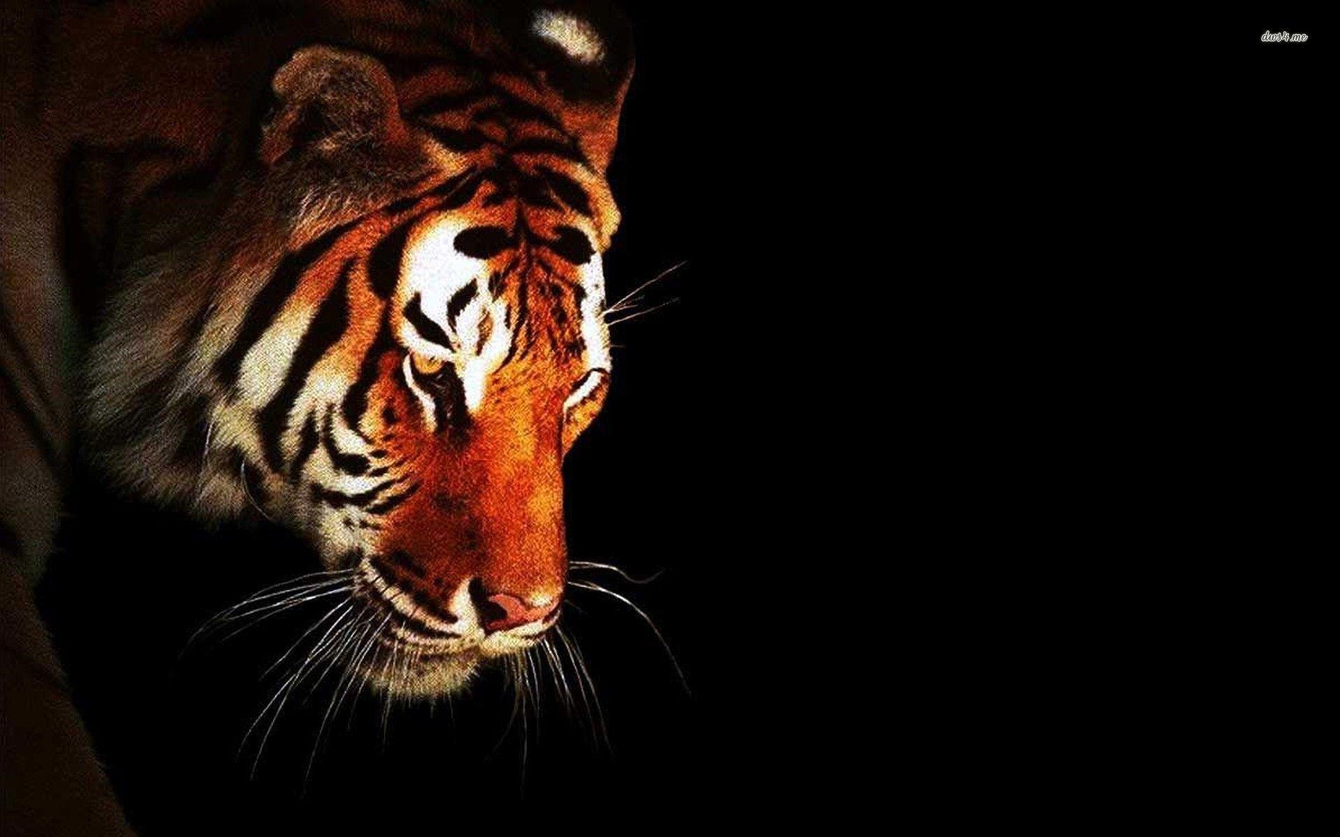 Dark Animals Wallpapers - Top Free Dark Animals Backgrounds - WallpaperAccess