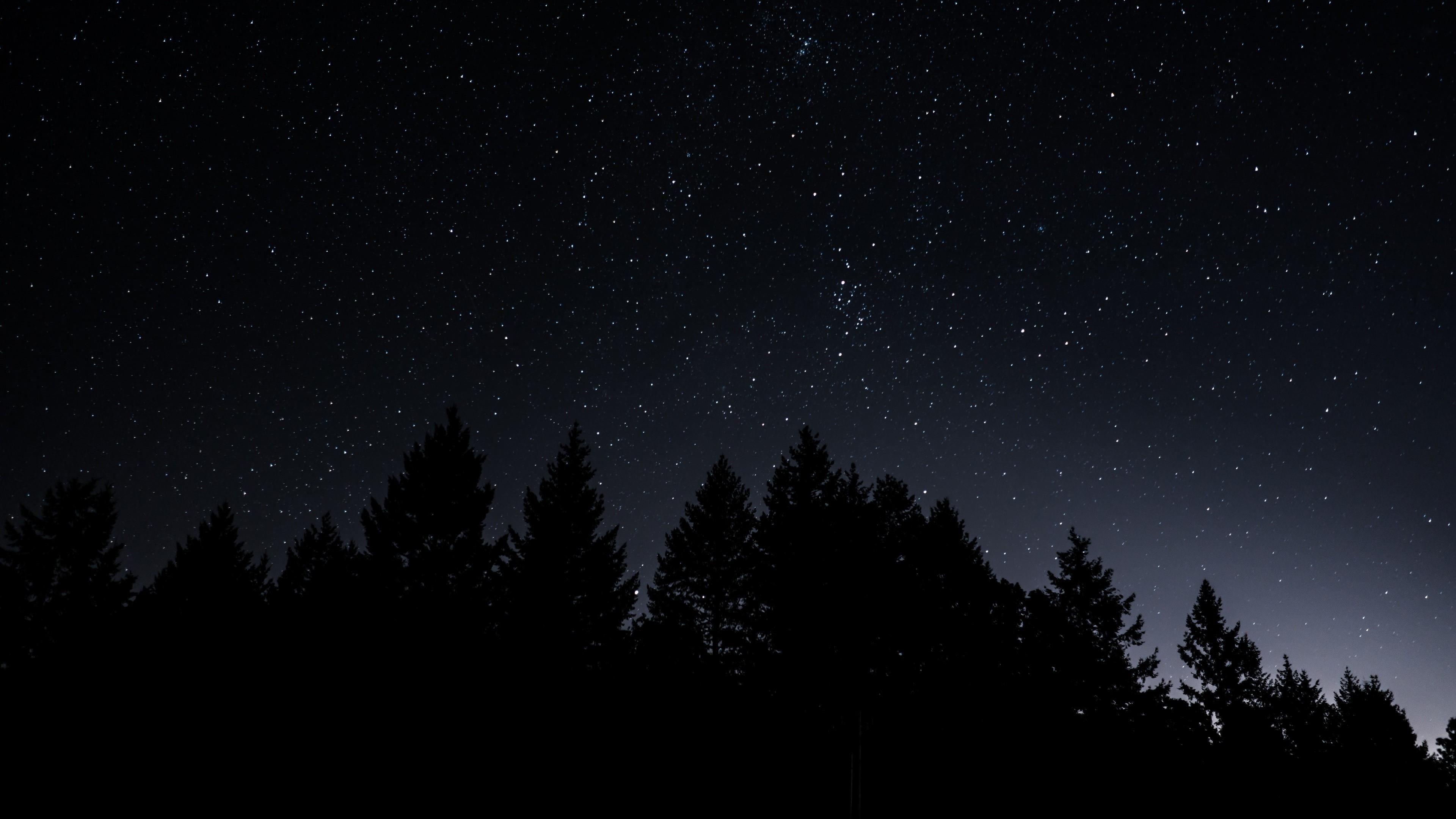 Starry Sky Trees Silhouettes Night Dark Hd Wallpaper - vrogue.co