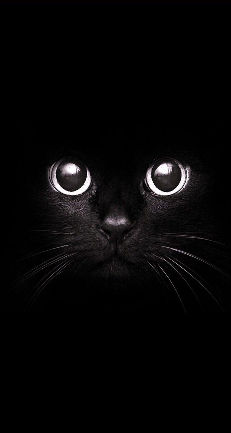 740x1384 AMAZING ANIMAL IPHONE WALLPAPER FREE TO DOWNLOAD