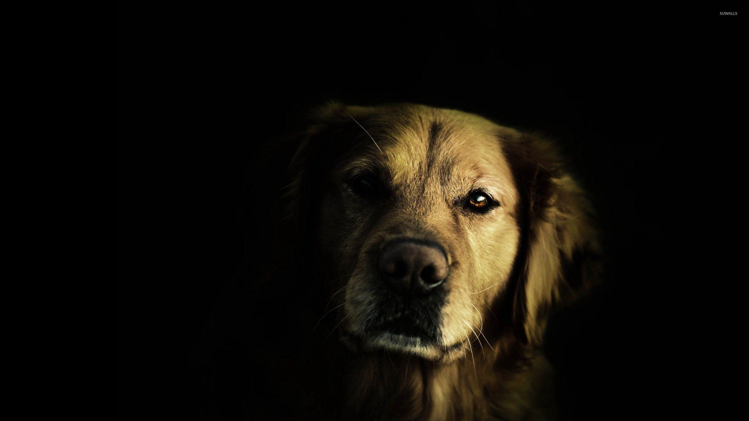 2560x1440 Golden retriever in the dark wallpaper wallpaper