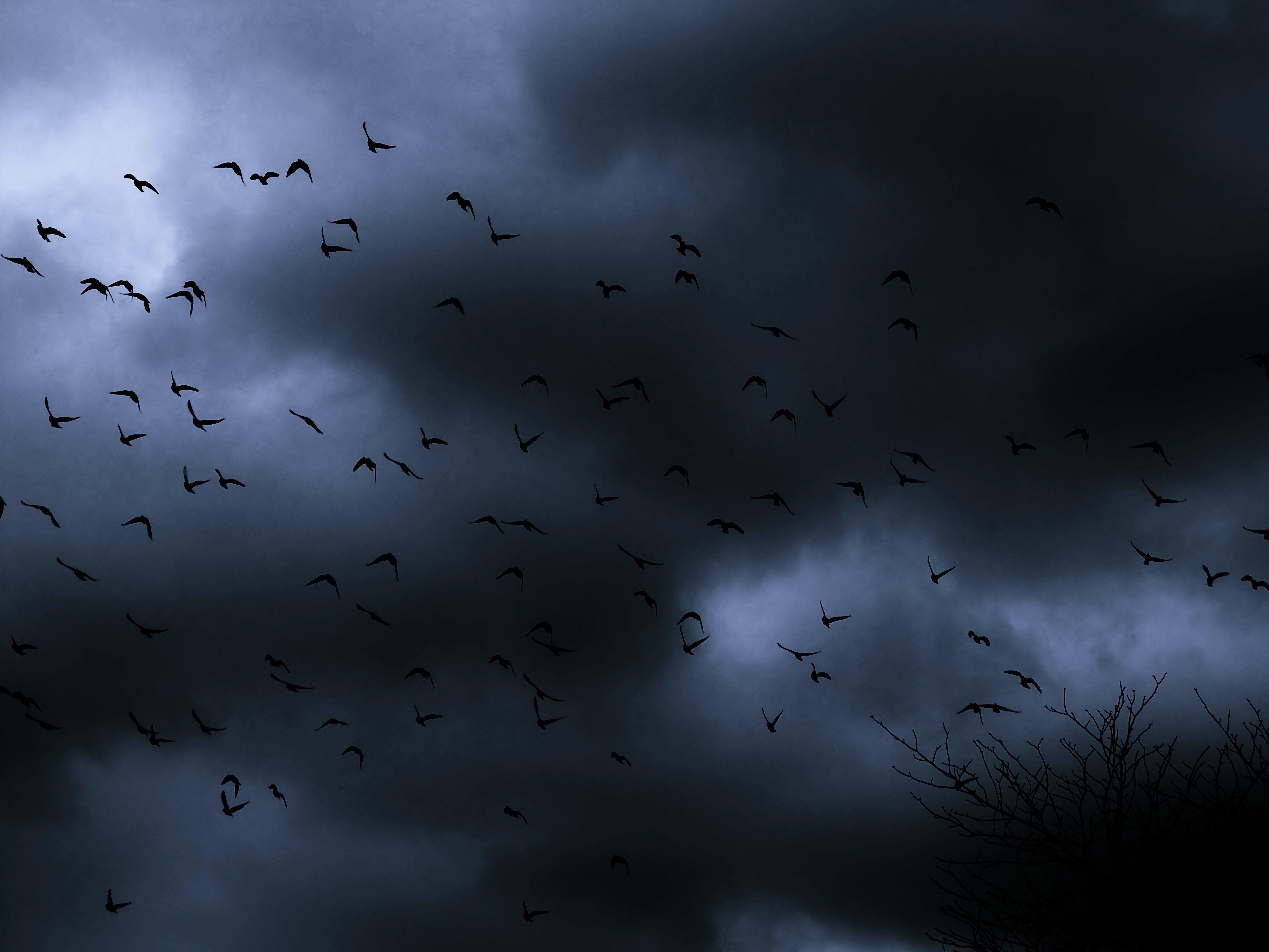 4000x3000 Darkness birds fly cold wind winter cloudy sky emotions quiet