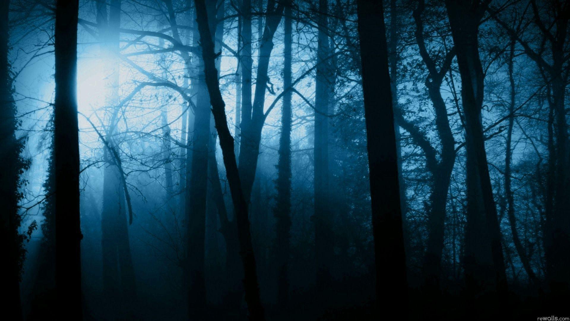 1920x1080 Khu rừng đáng sợ.  Kinh dị năm 2019. Rừng đêm, Rừng