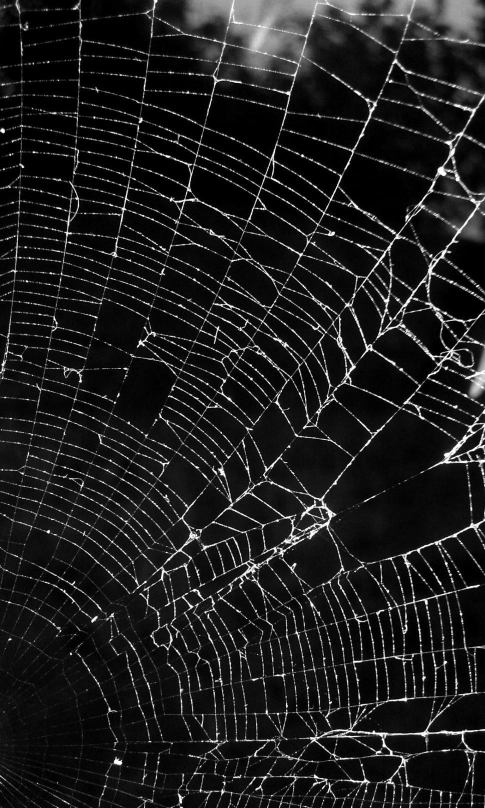 970x1616 Free of Spiderweb on Black background. Download Free Image and Free Illustrations