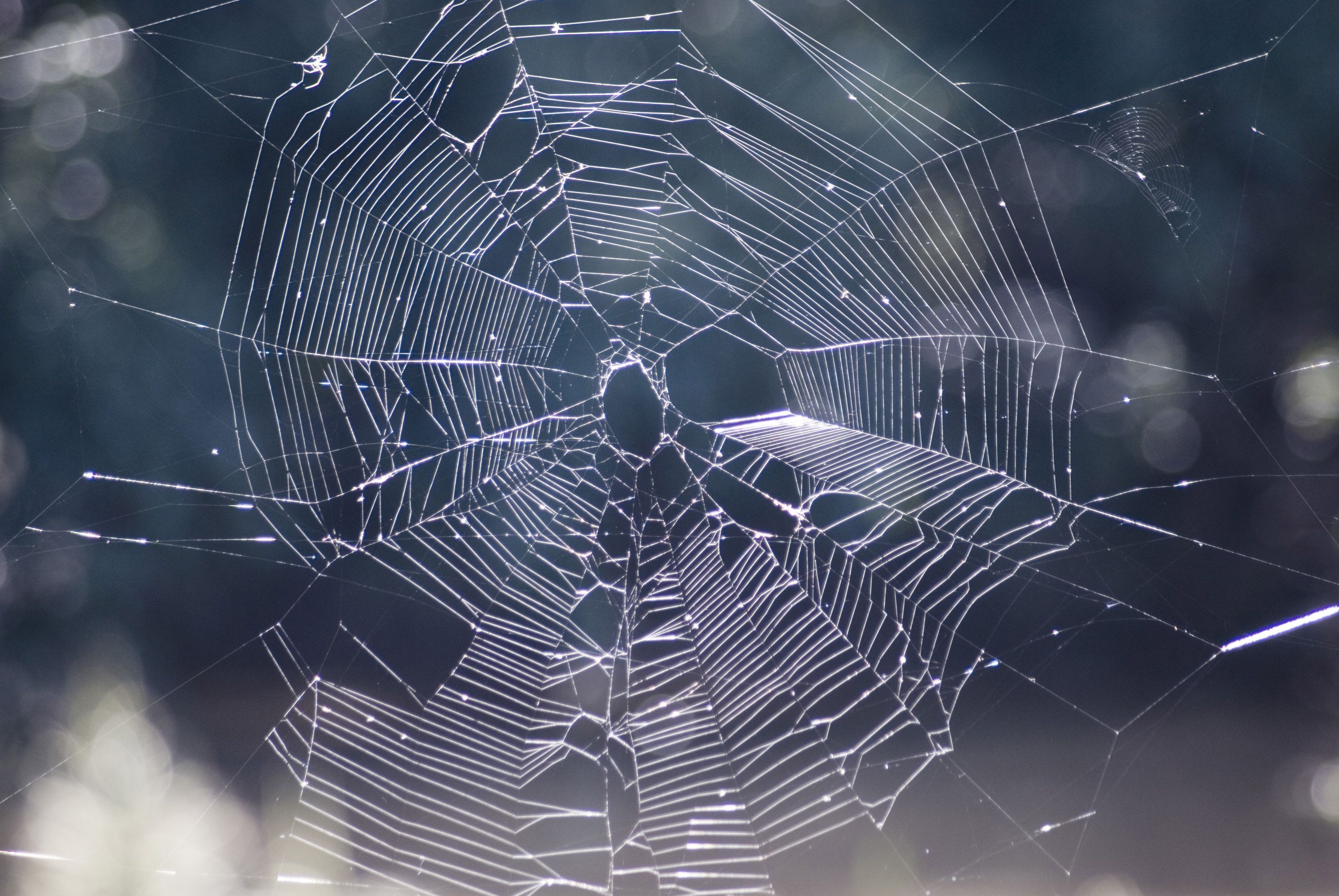3000x2008 Image of spiders cobweb