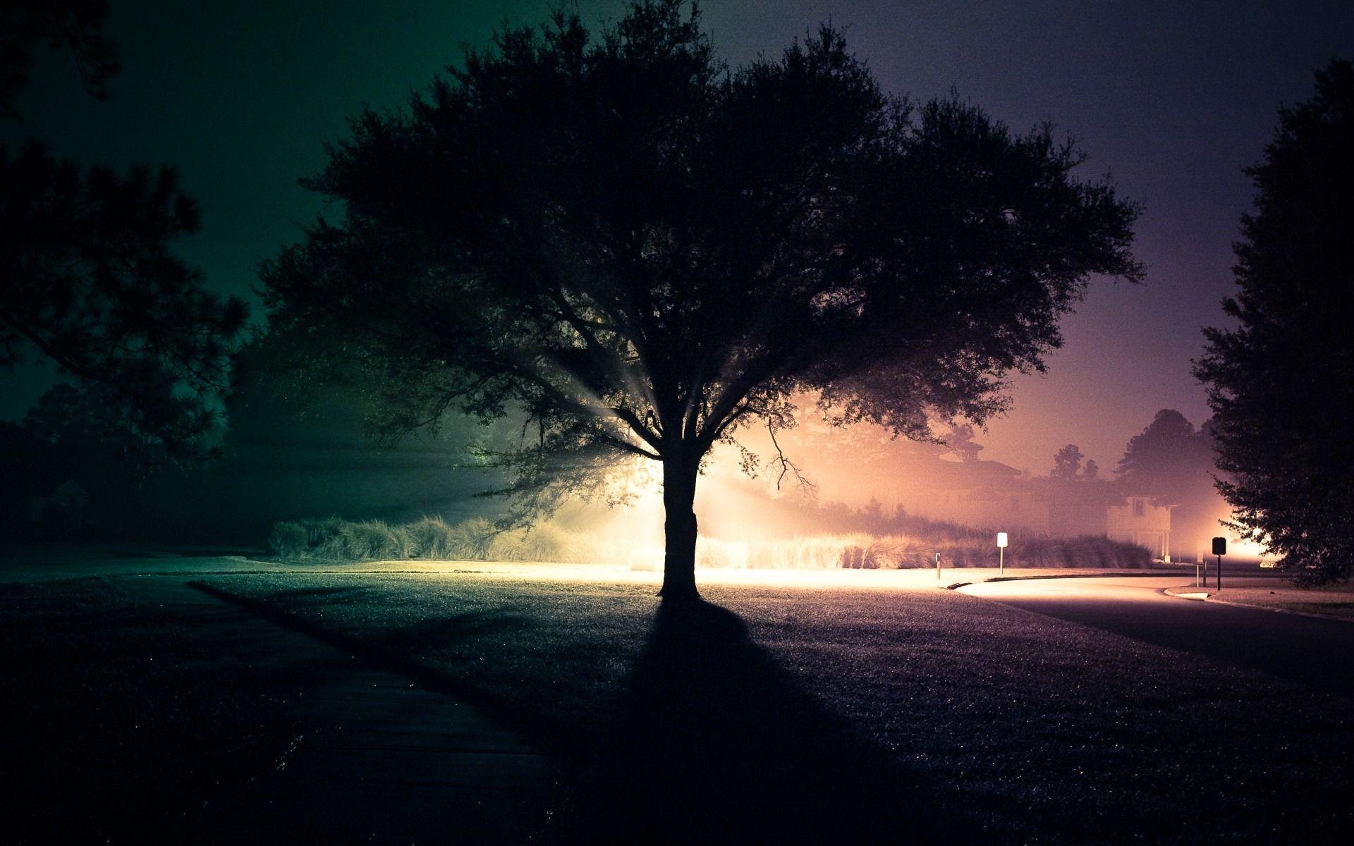 Night Tree Wallpapers - Top Free Night Tree Backgrounds - WallpaperAccess